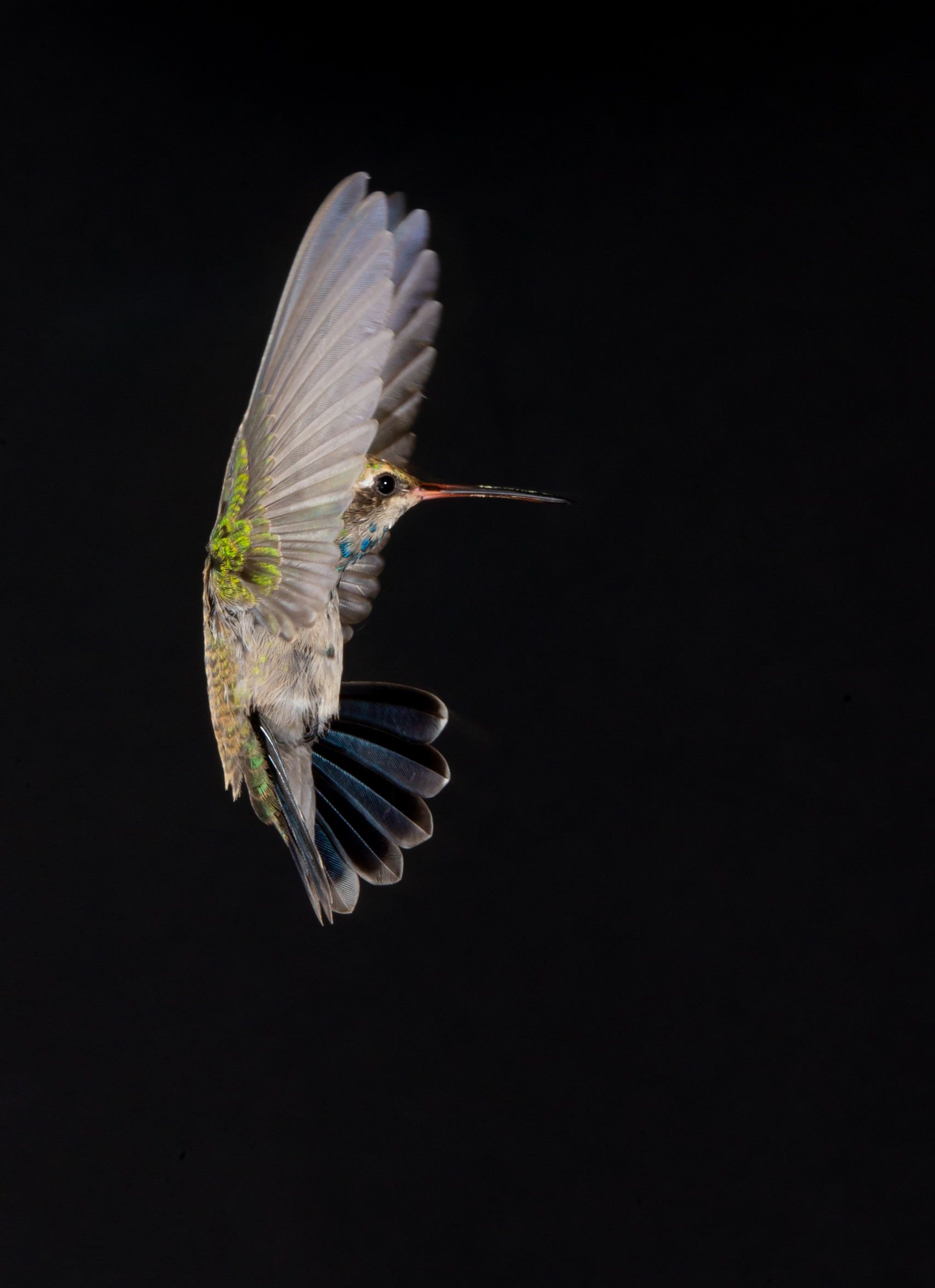A hummingbird is flying in the dark with its wings spread.