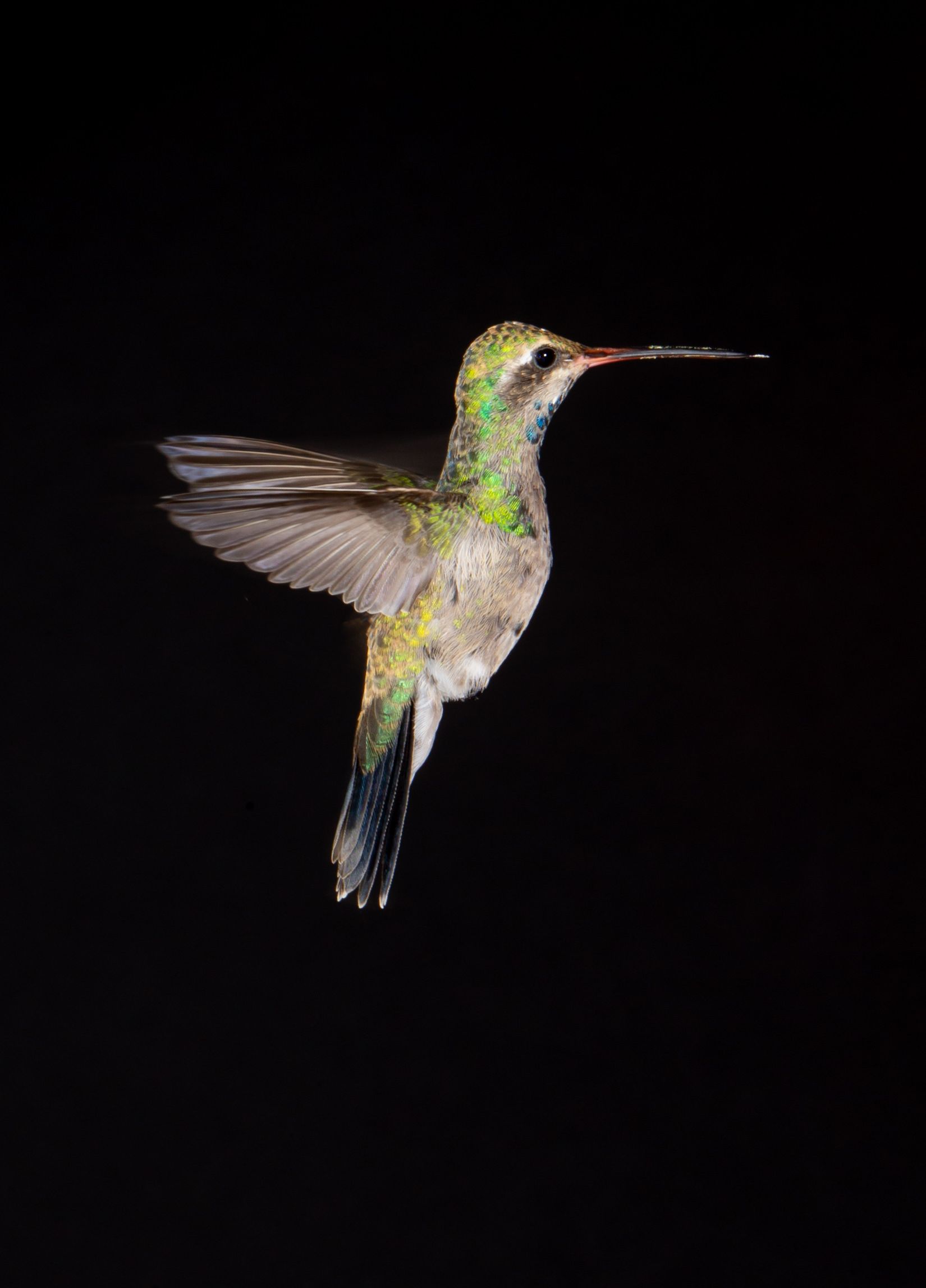 A black and white bird is swimming in the water.