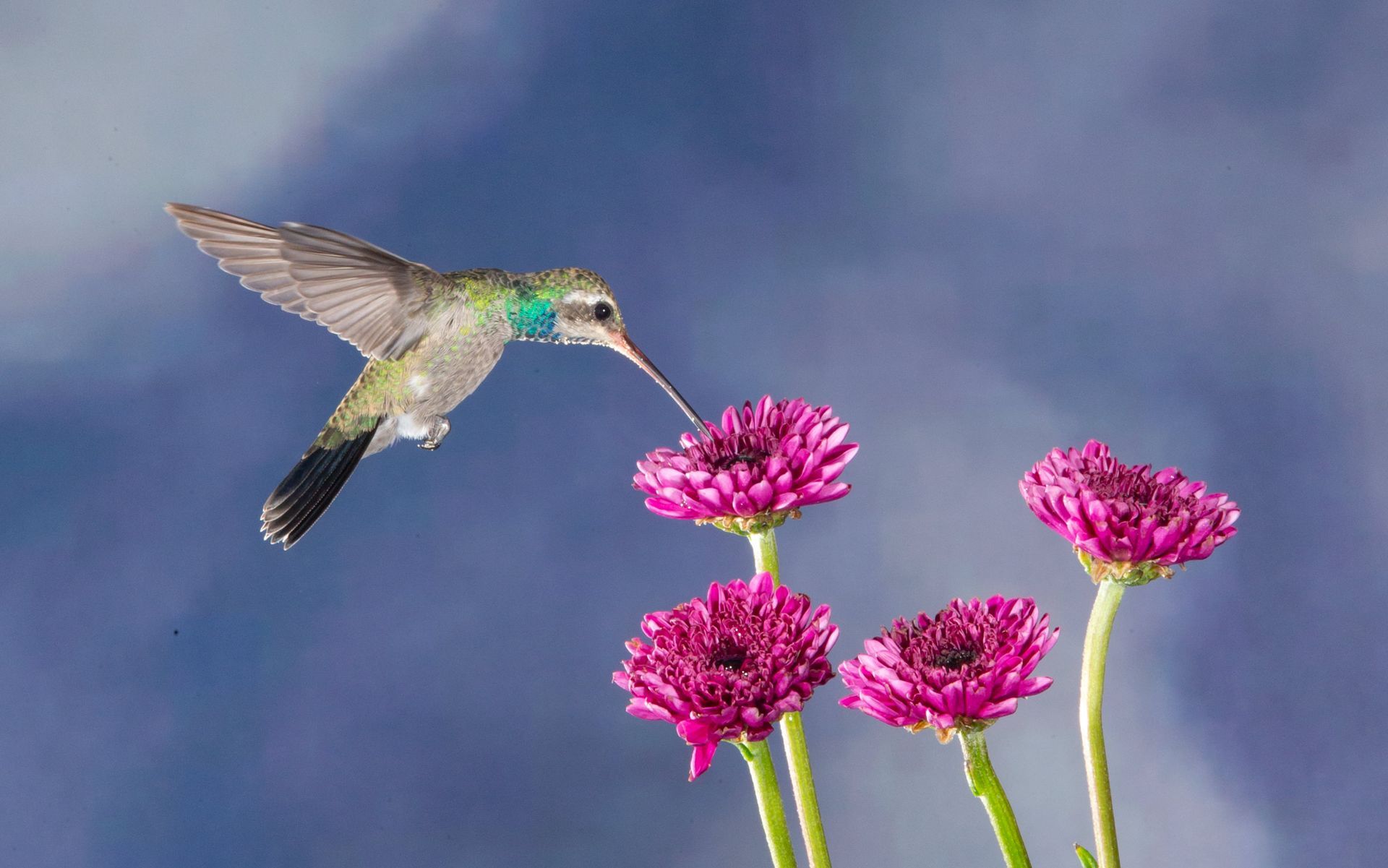 A hummingbird is flying over a bunch of pink flowers.