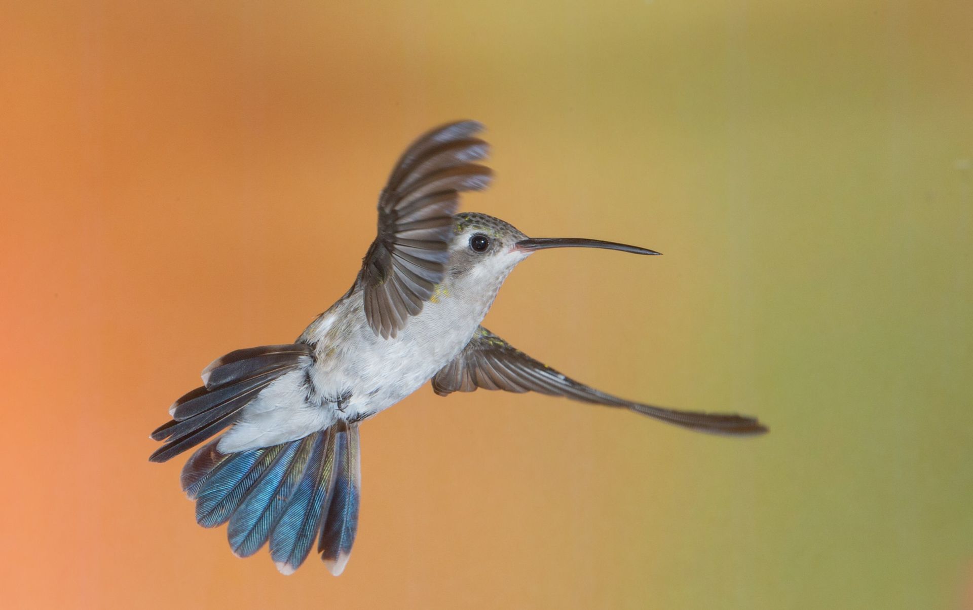A hummingbird is flying in the air with its wings spread.