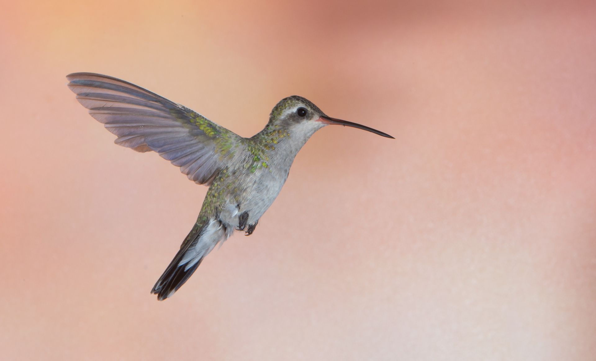 A hummingbird is flying in the sky with its wings spread.