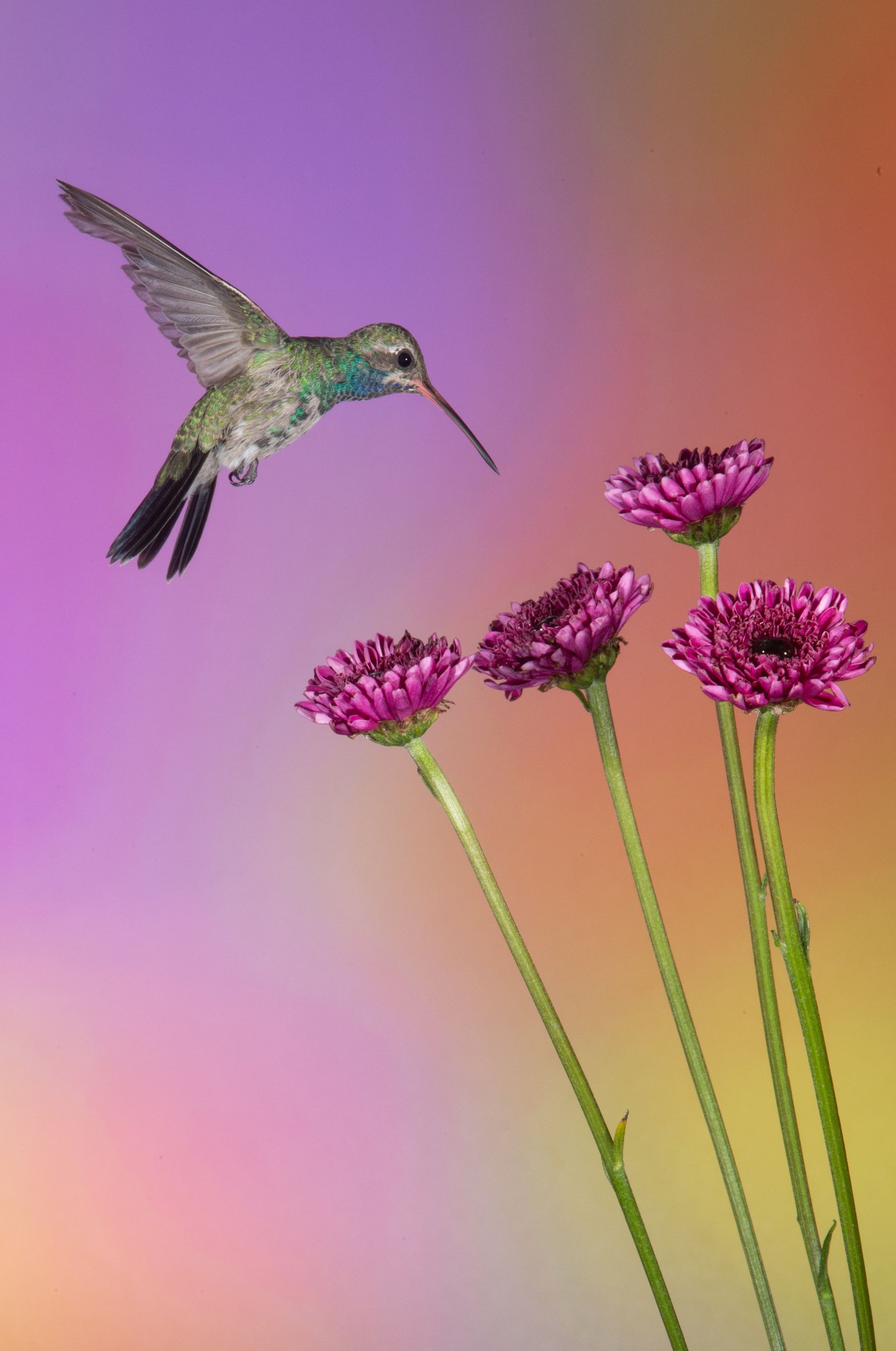 A hummingbird is flying over some purple flowers