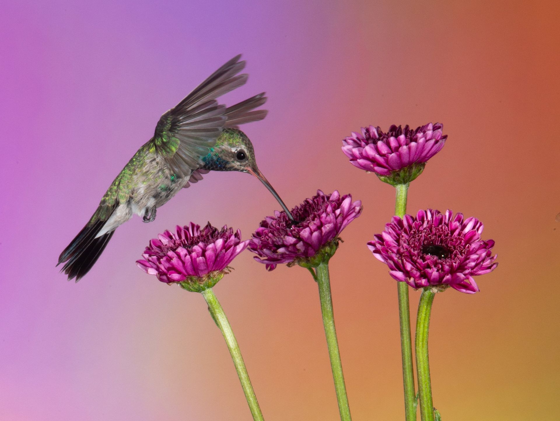 A hummingbird is perched on a purple flower
