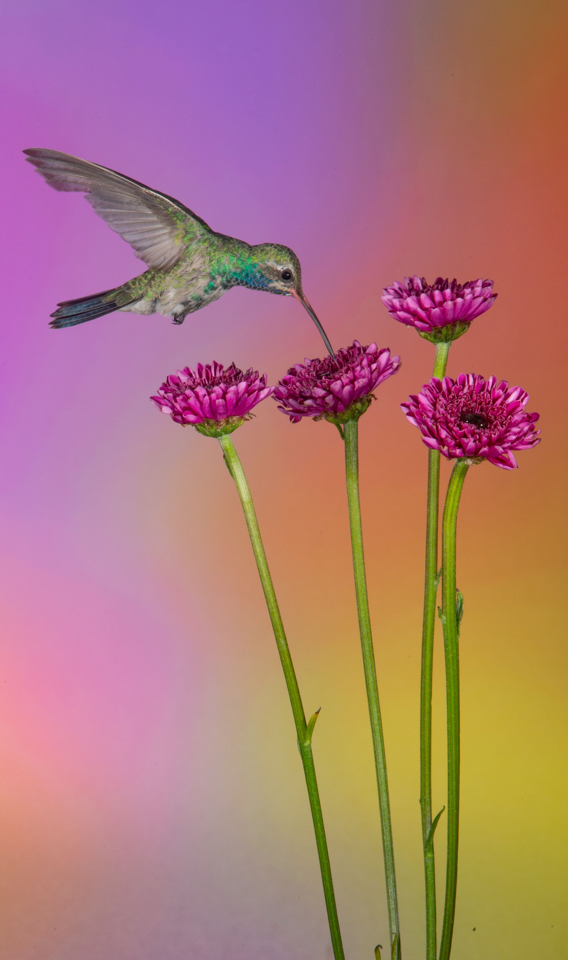 A hummingbird is flying over a bunch of purple flowers.