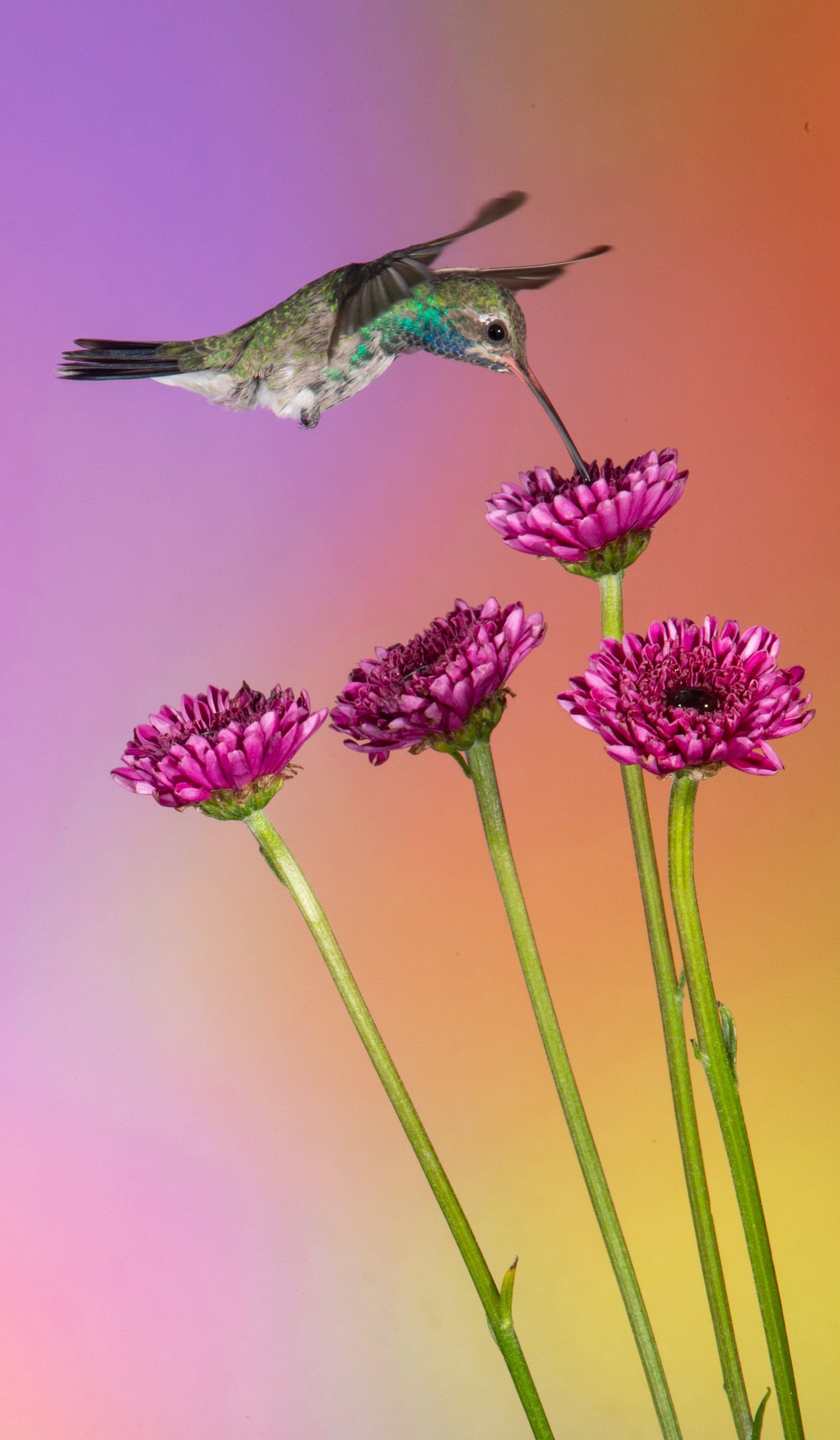 A hummingbird is perched on top of a purple flower
