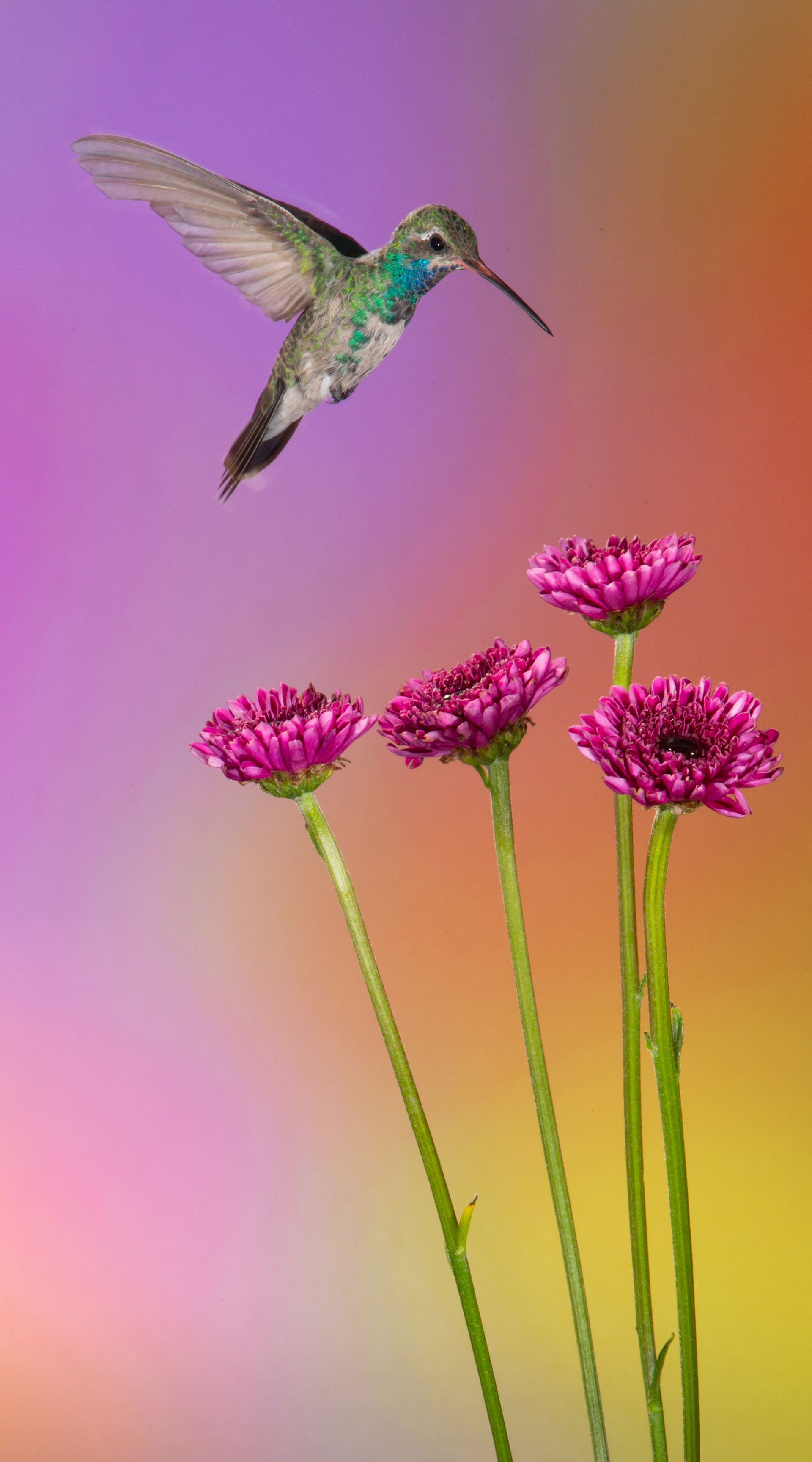 A hummingbird is flying over a bunch of purple flowers.