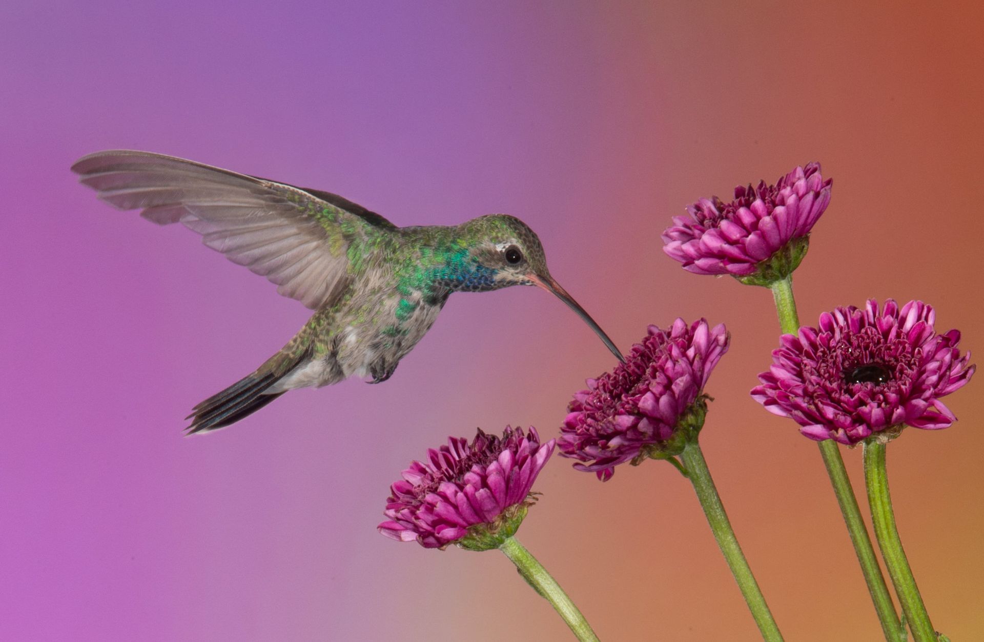 A hummingbird is flying over purple flowers.