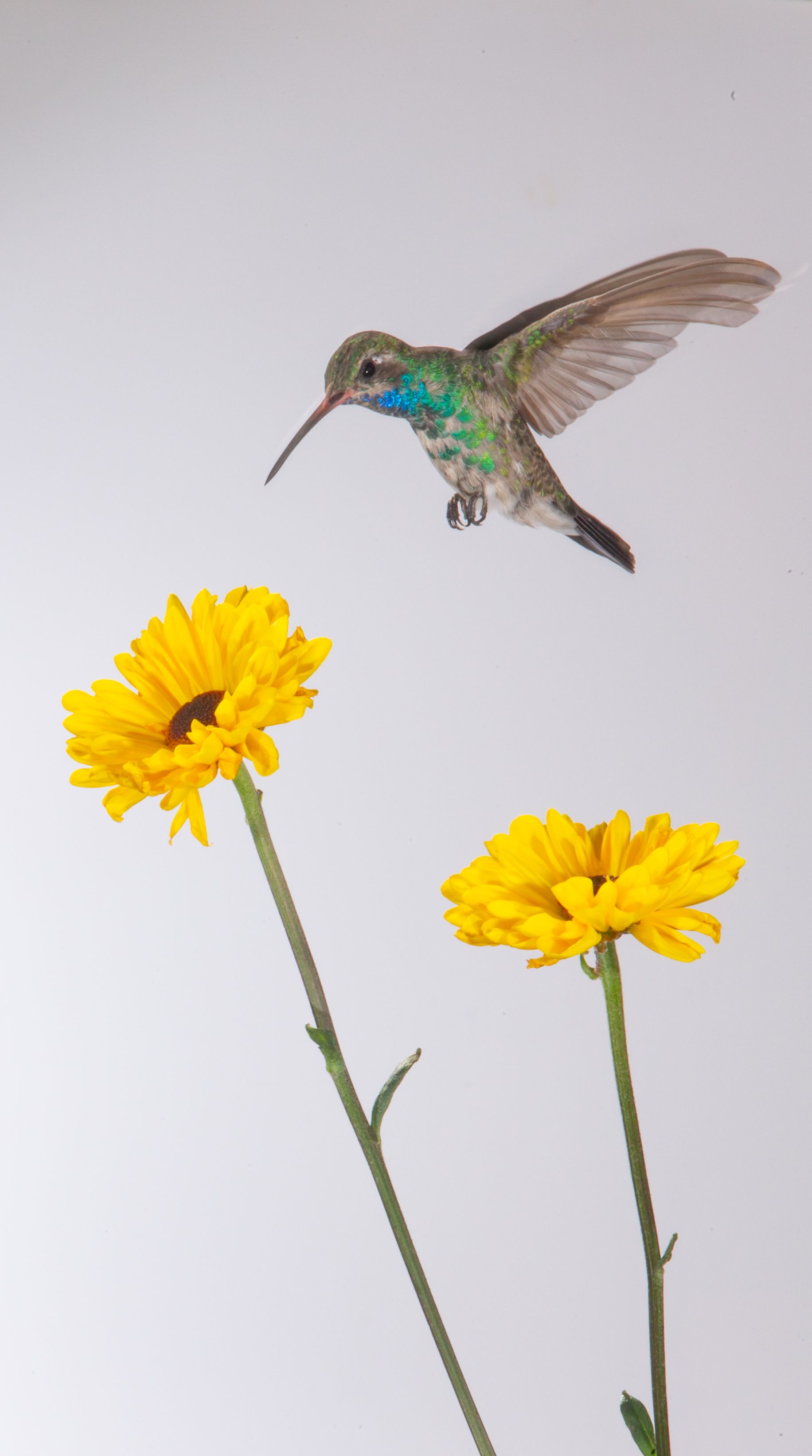 A hummingbird is flying over two yellow flowers