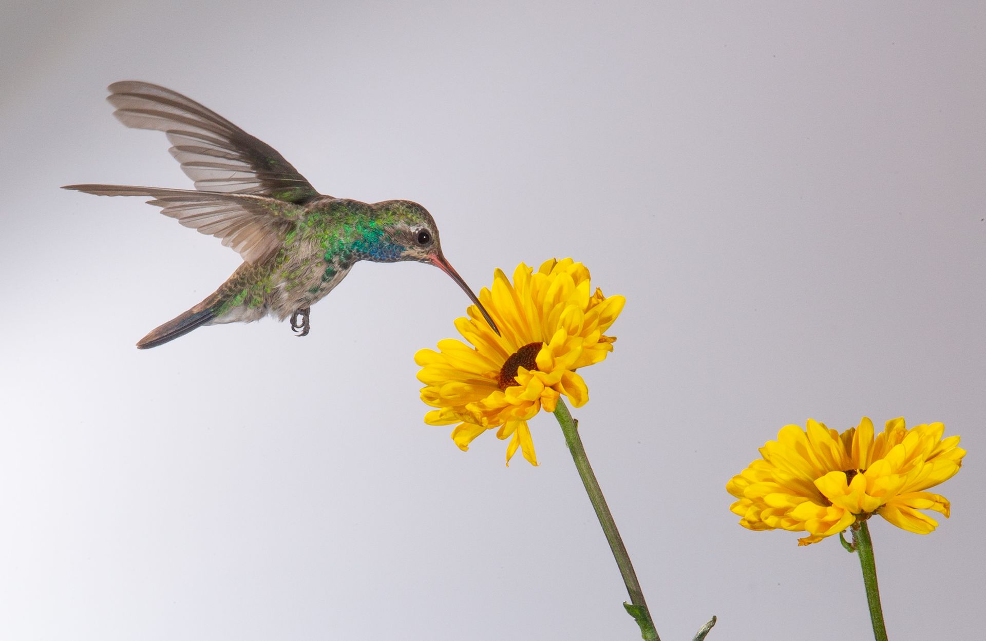 A hummingbird is flying over a yellow flower.