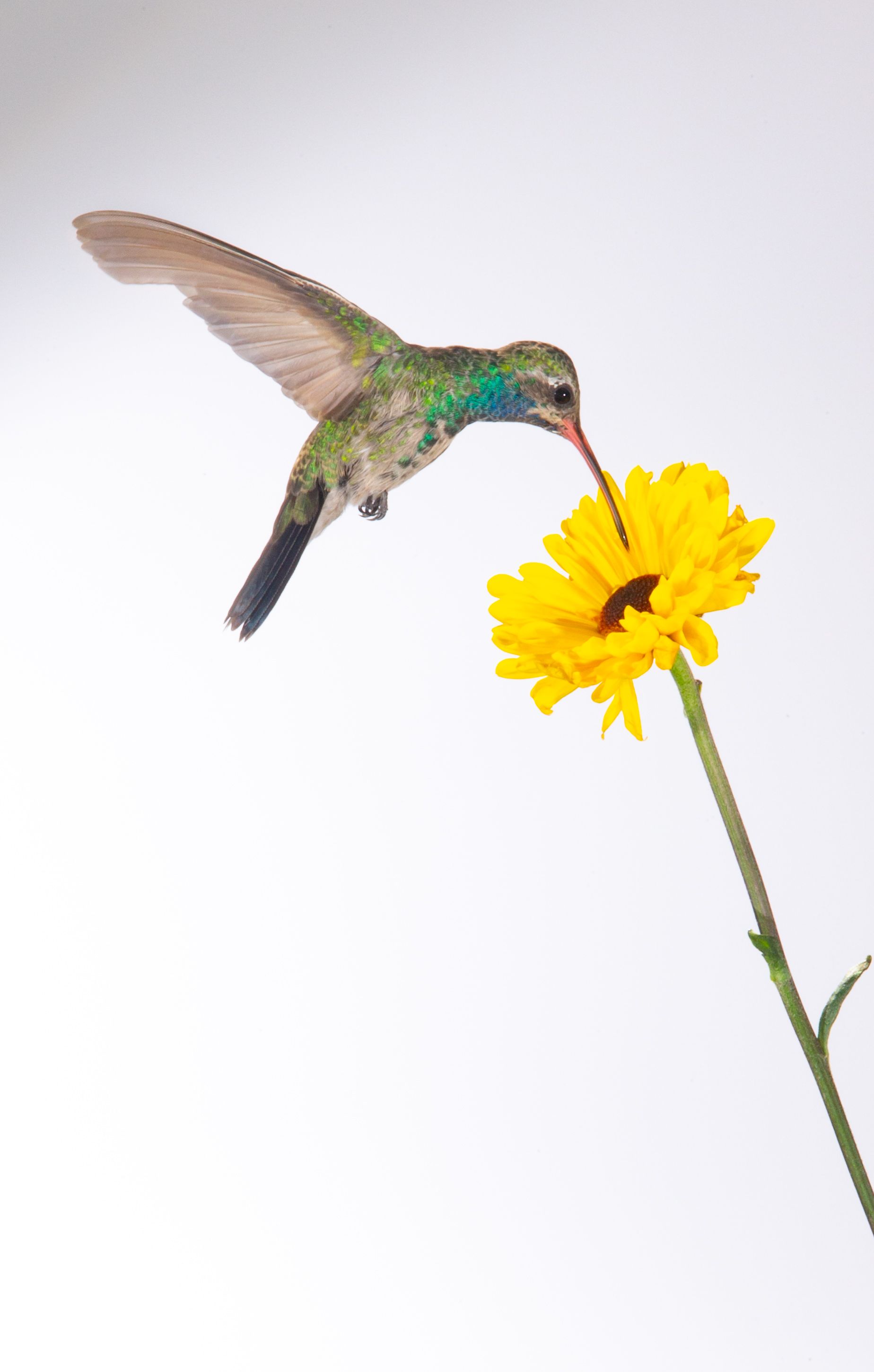 A hummingbird is perched on a yellow flower