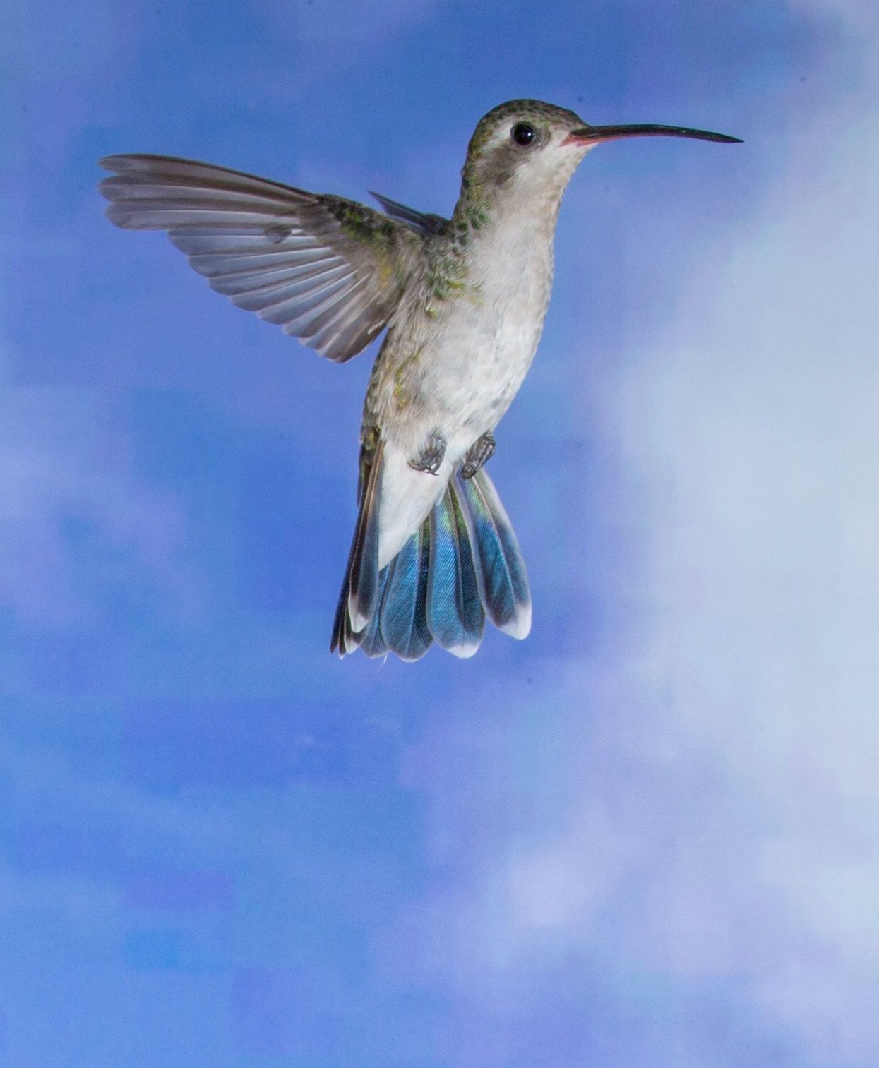 A hummingbird is flying through a blue sky.