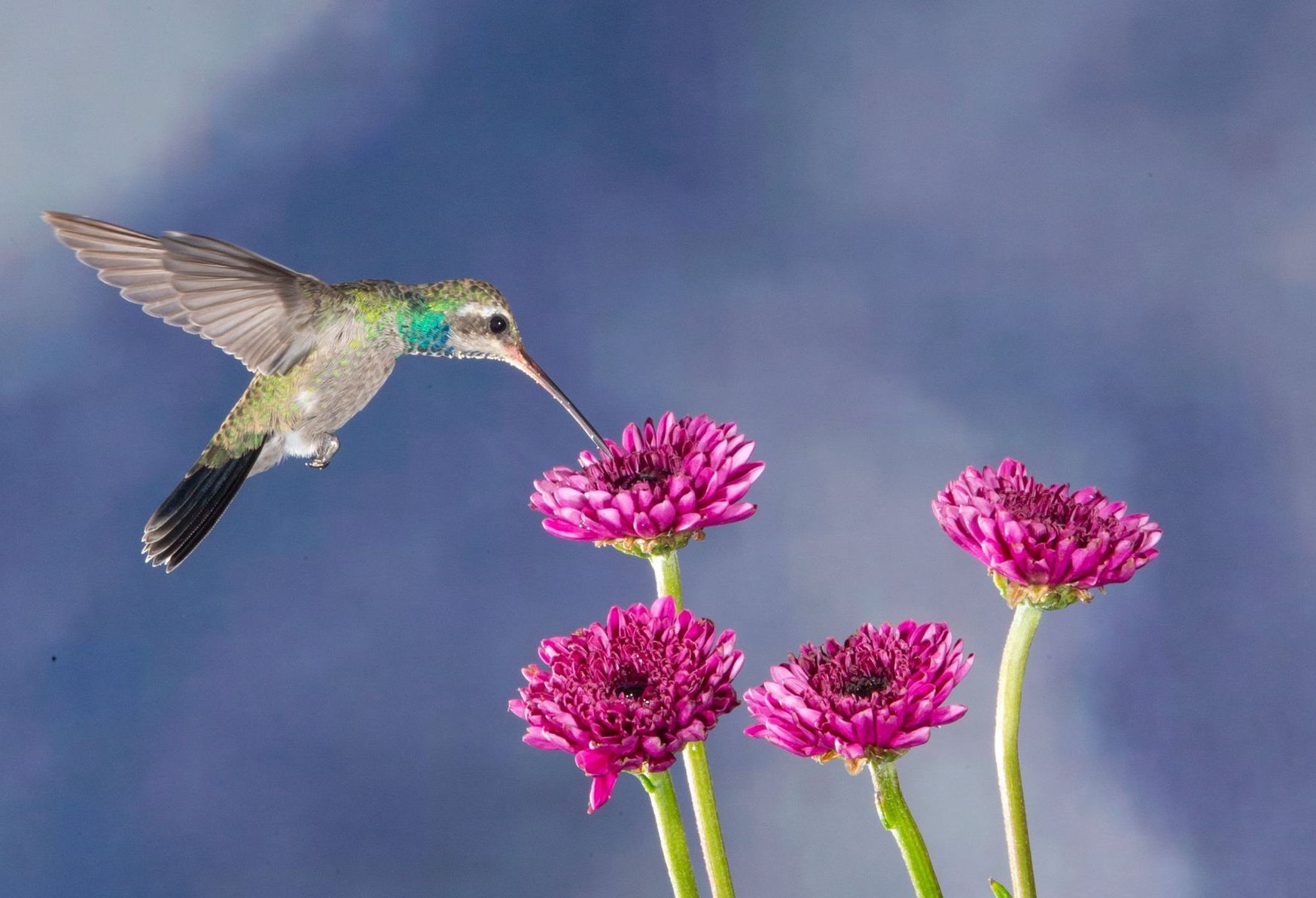 A hummingbird is flying over a bunch of pink flowers.