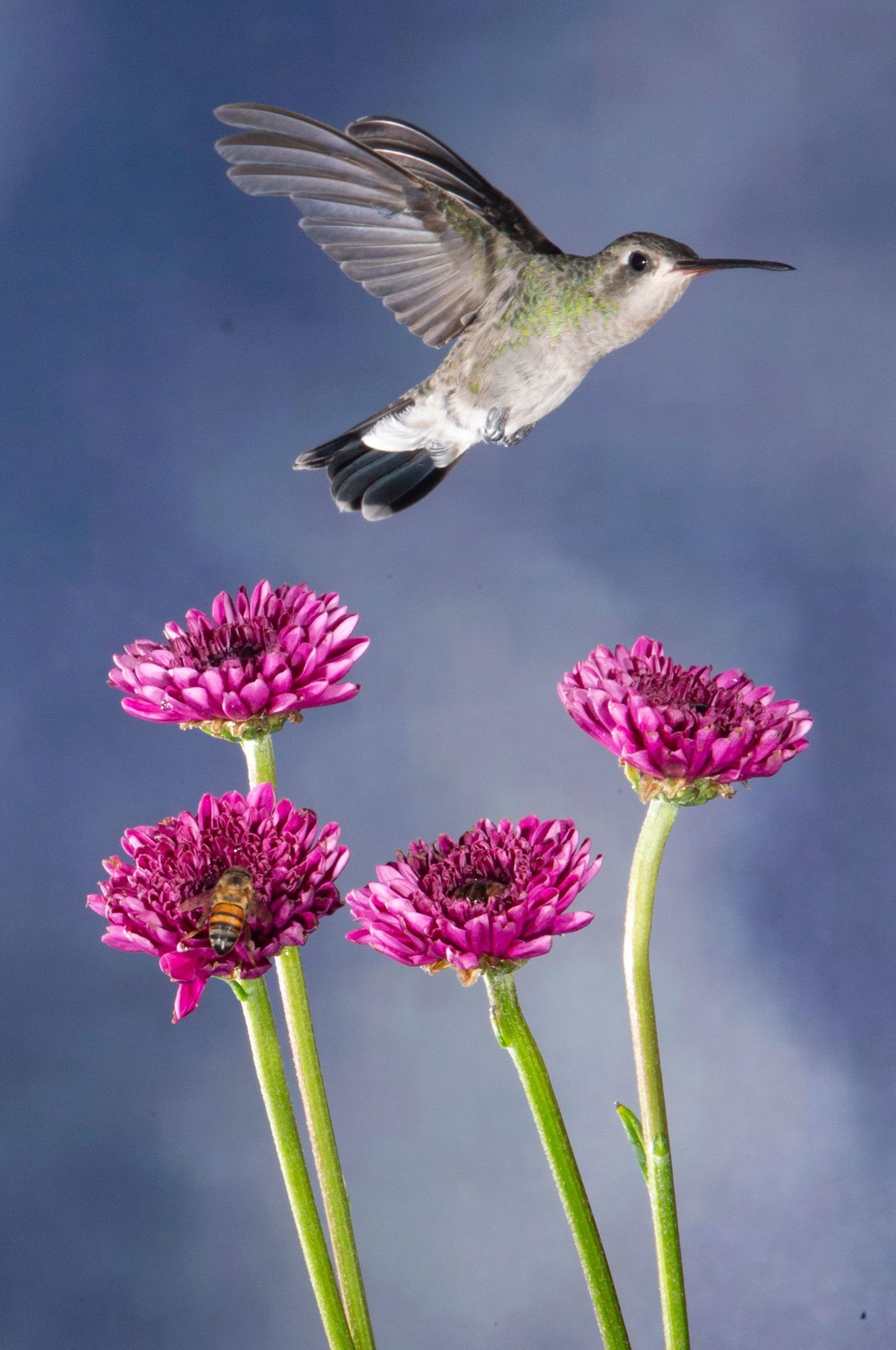 A hummingbird is flying over some purple flowers