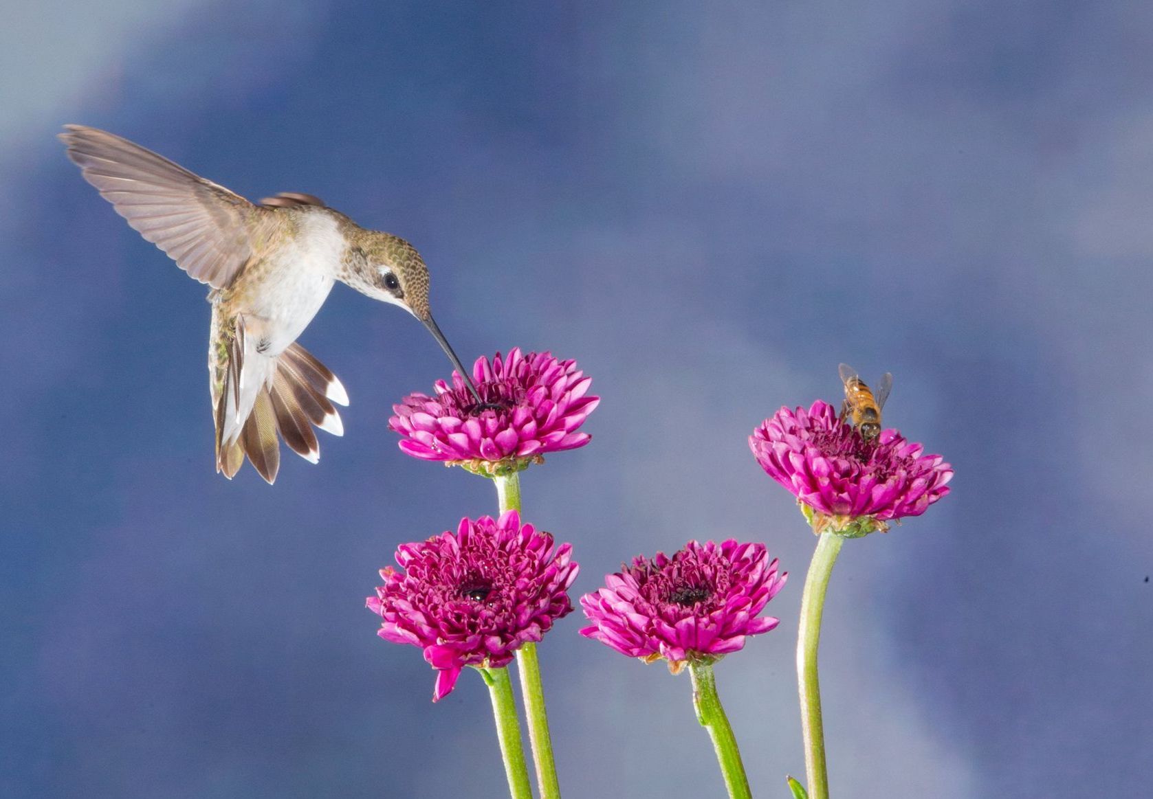 A hummingbird is flying over a row of pink flowers.