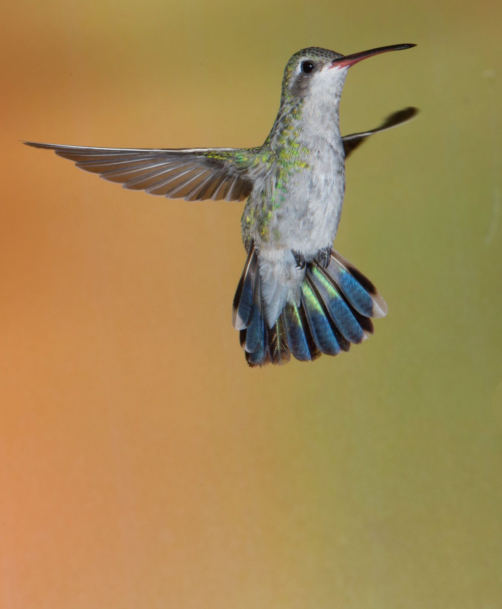 A hummingbird is flying in the air with its wings spread