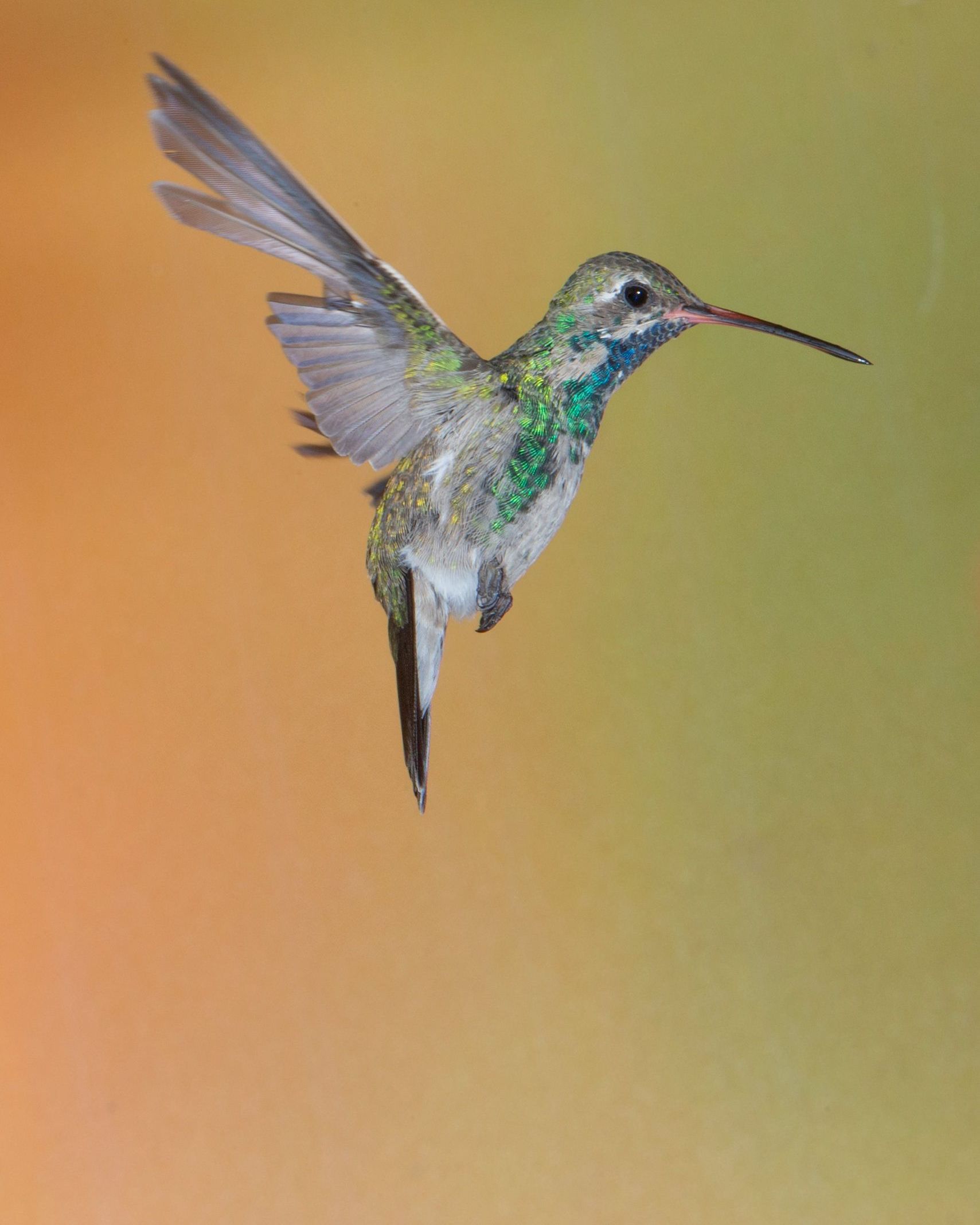 A hummingbird with a long beak is flying in the air