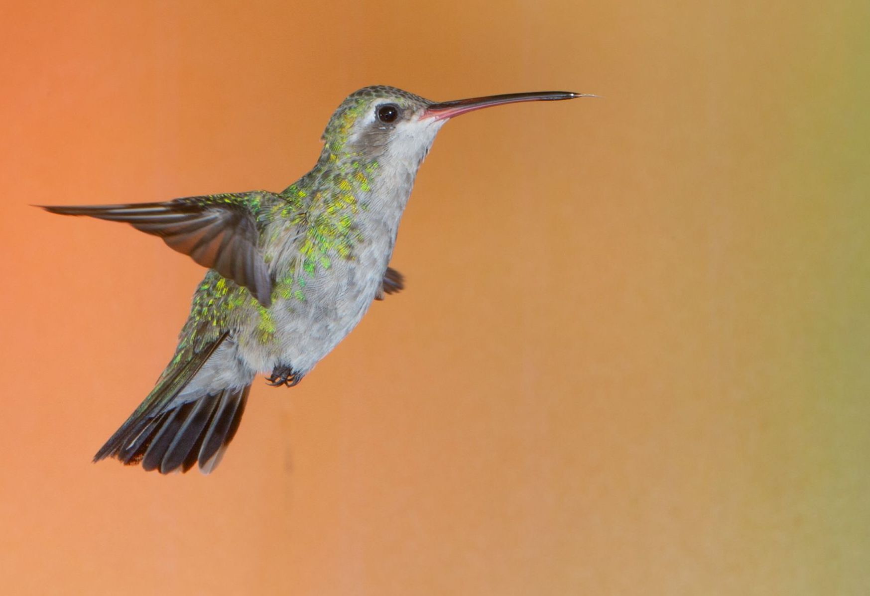 A hummingbird is flying in the air with an orange background.