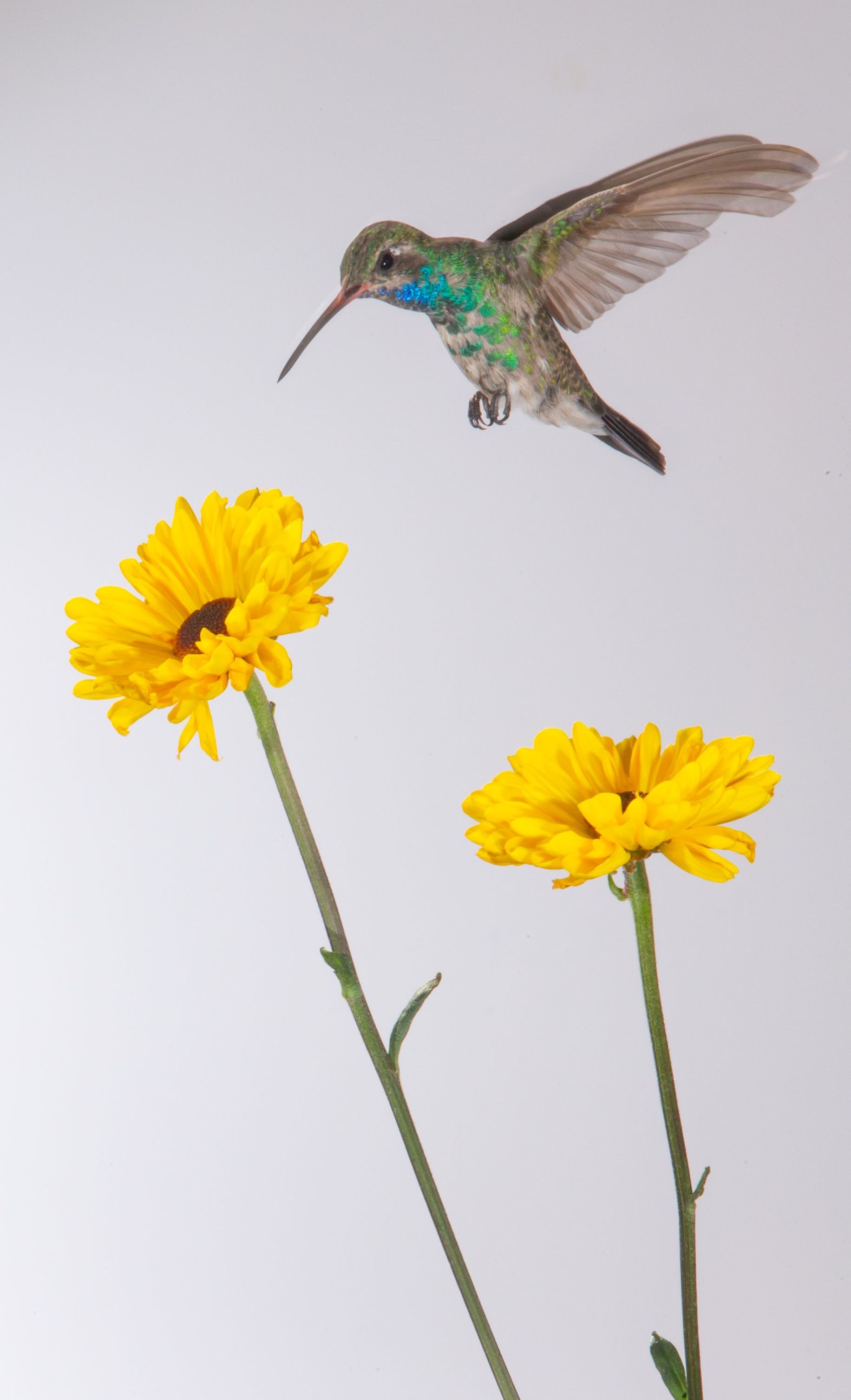 A hummingbird is flying over two yellow flowers