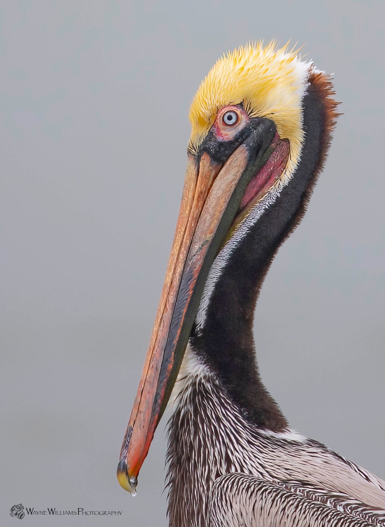 A pelican with a long beak is looking at the camera.