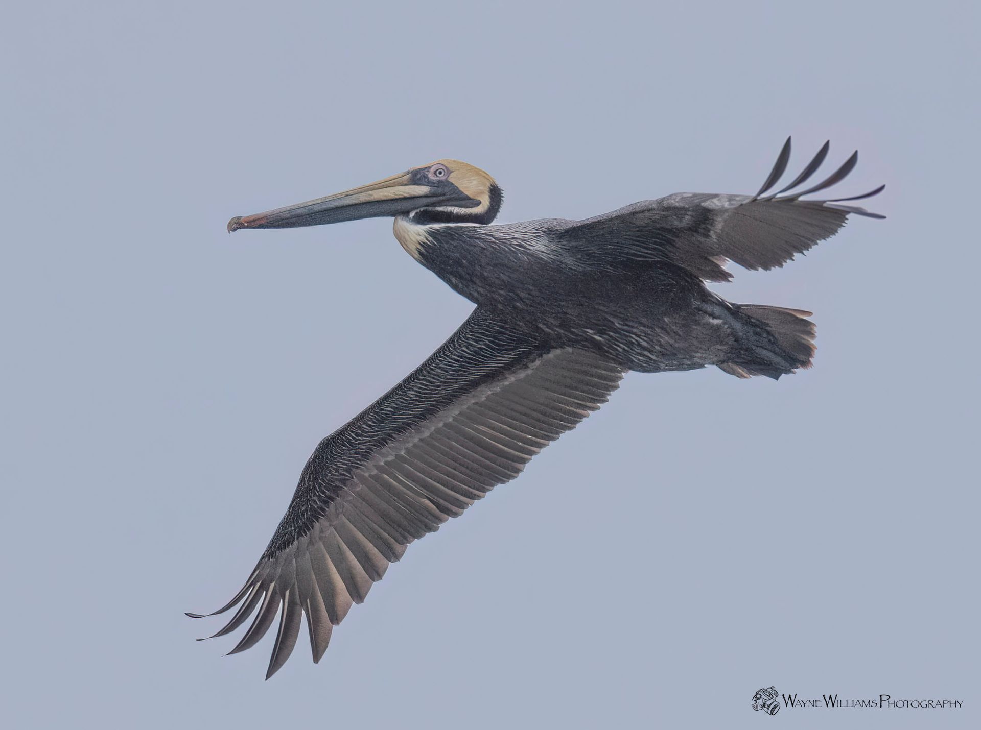A pelican is flying in the sky with its wings spread