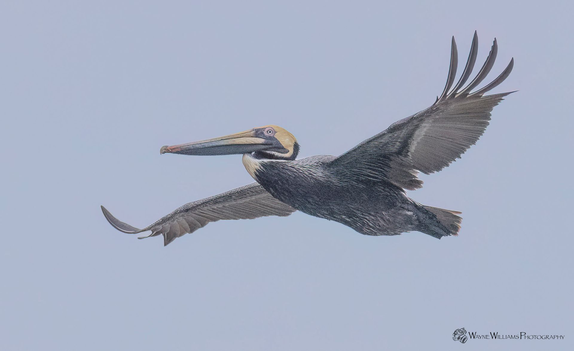 A pelican is flying in the sky with its wings spread.