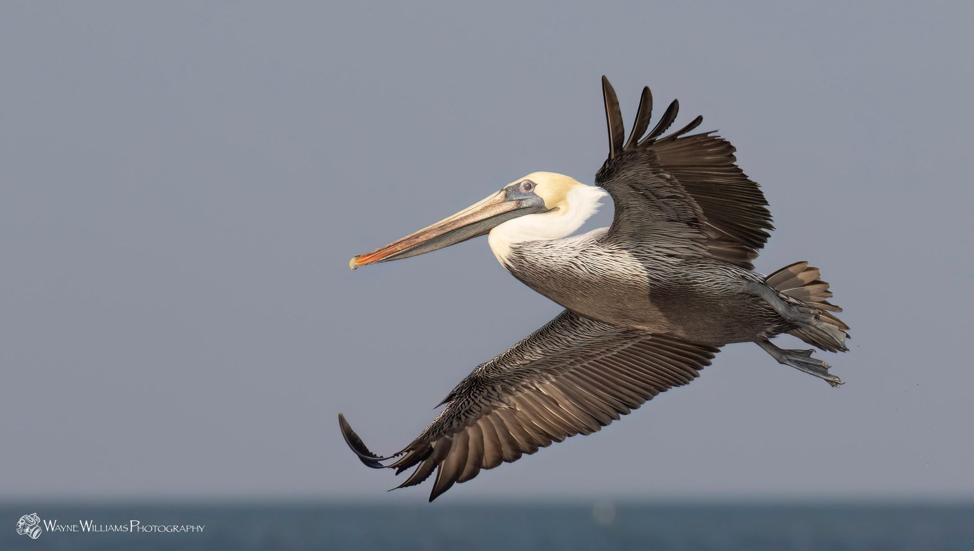 A pelican is flying over the ocean with its wings spread.