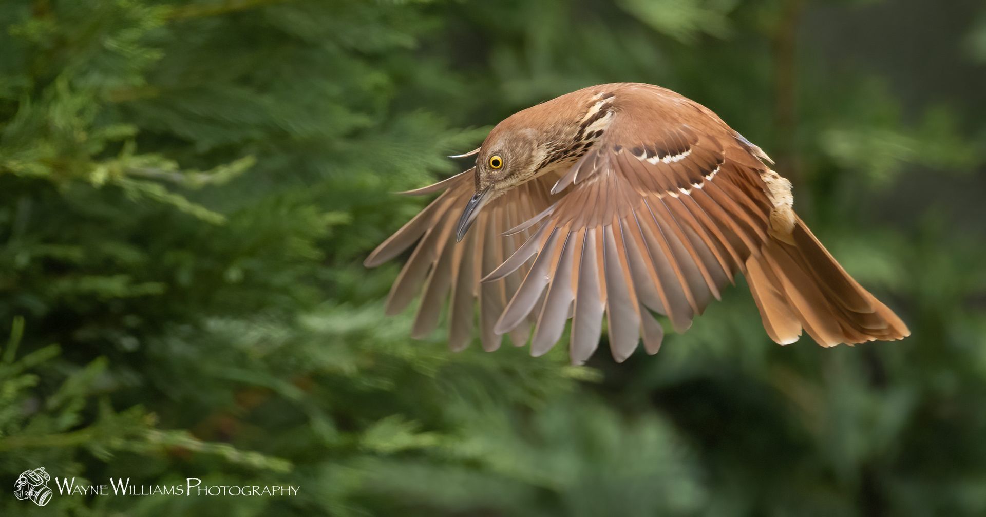 A brown bird is flying in the air with its wings outstretched.
