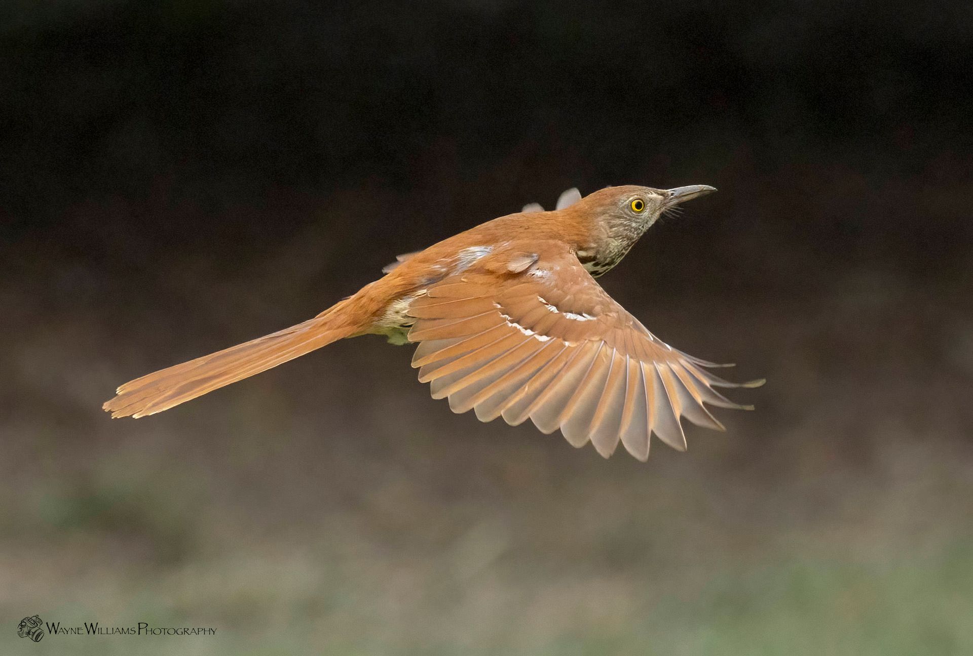 A small brown bird is flying in the air with its wings outstretched.
