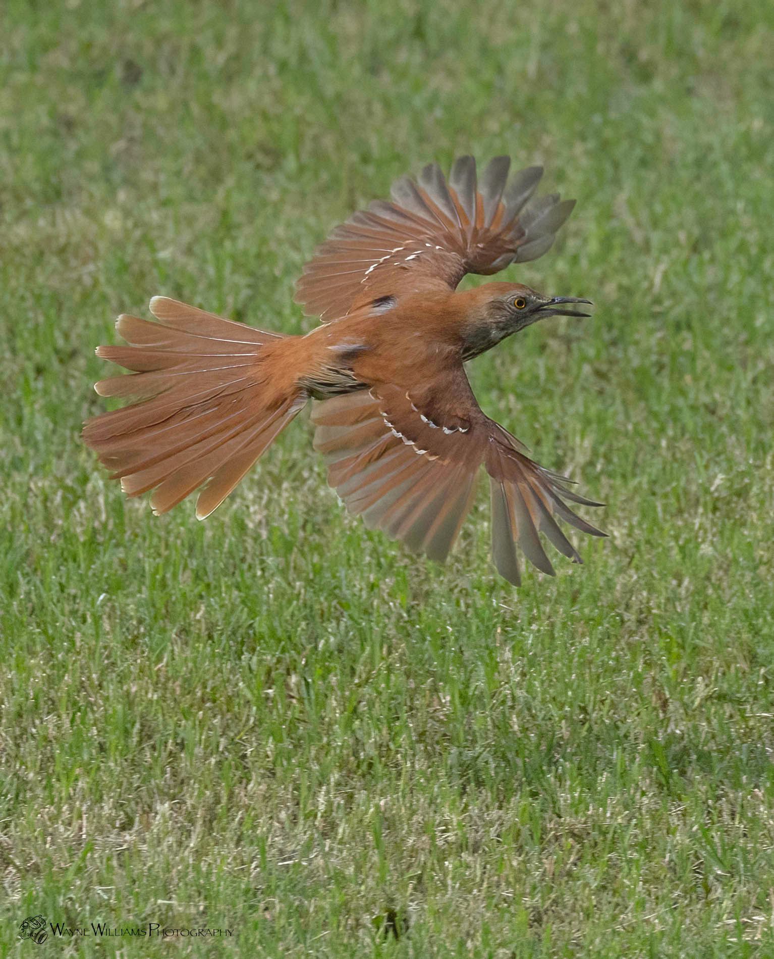 A bird is flying over a lush green field.