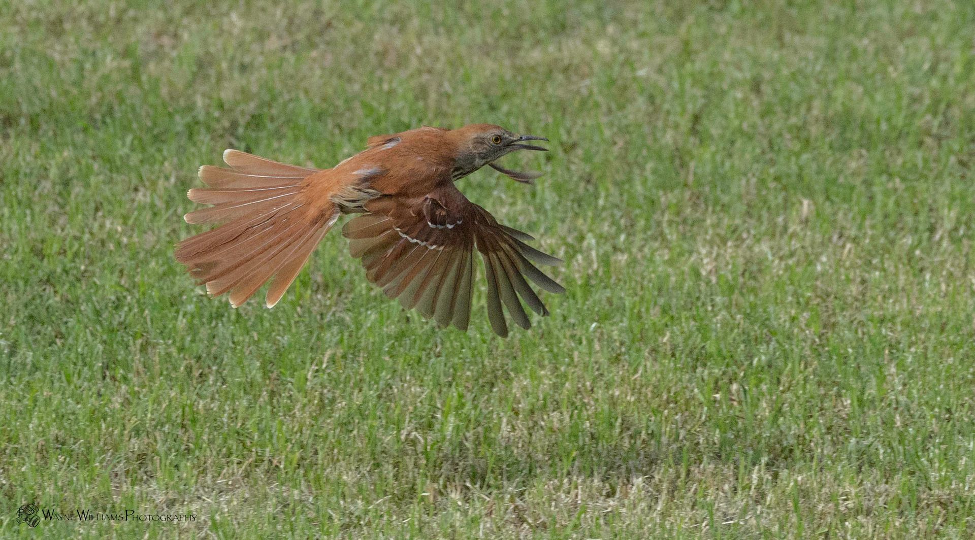 A brown bird is flying over a lush green field.