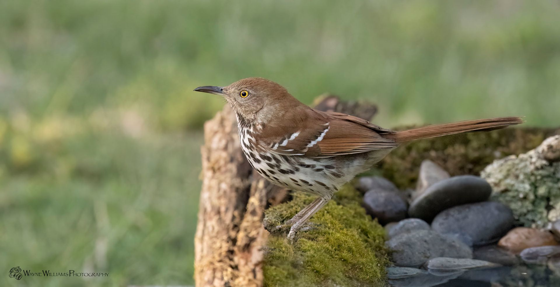 A small bird is perched on a rock in a bird bath.