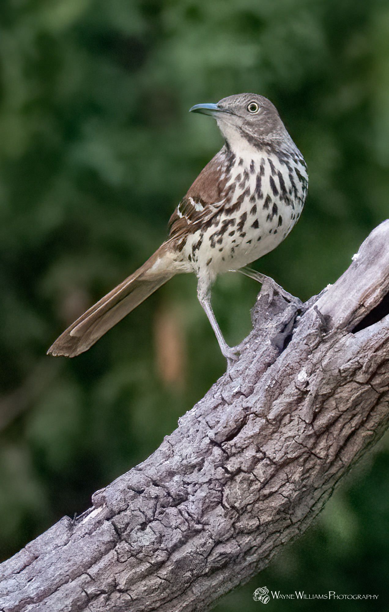 A small bird perched on a tree branch.