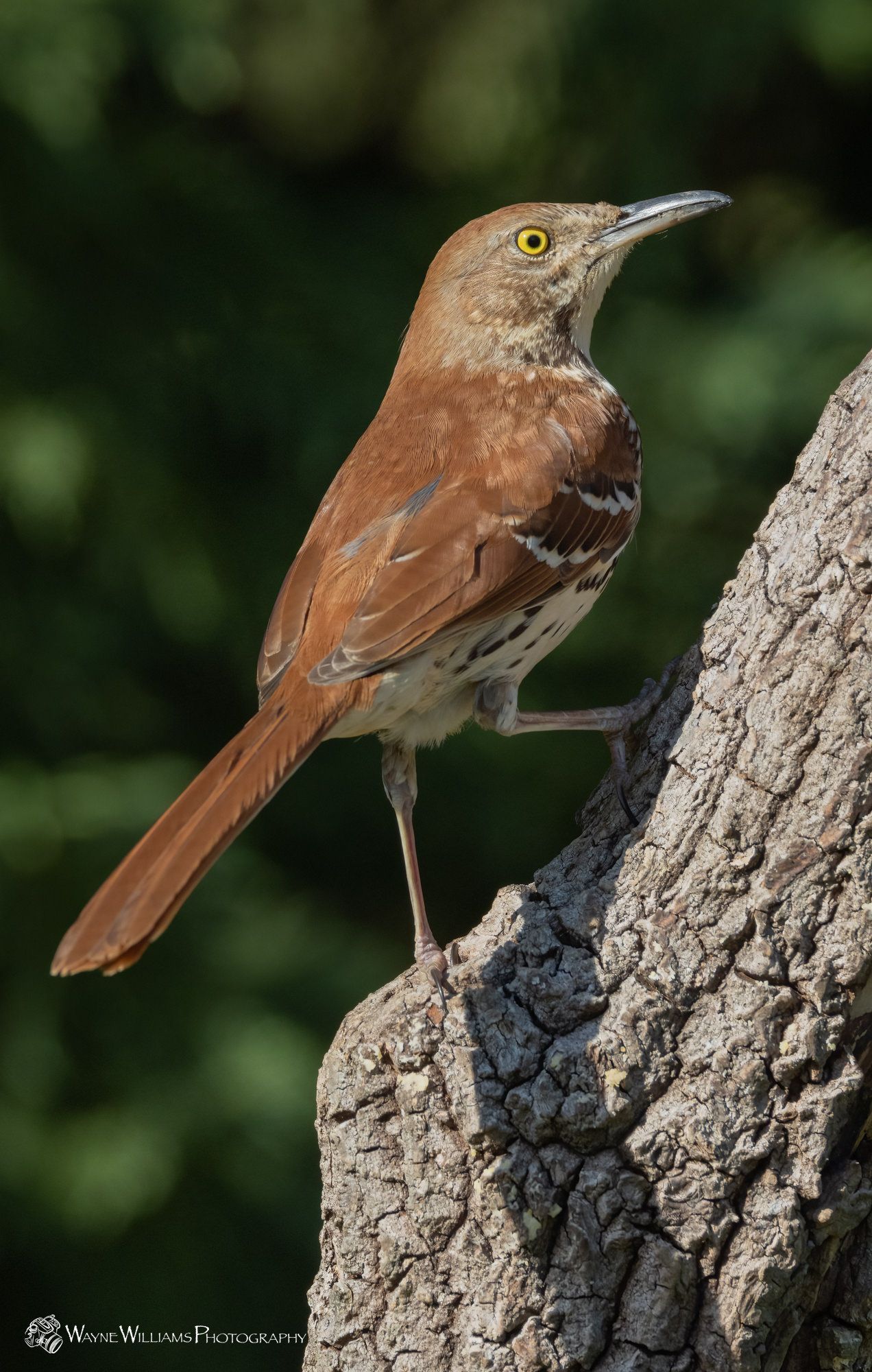 A small brown bird perched on top of a tree trunk.
