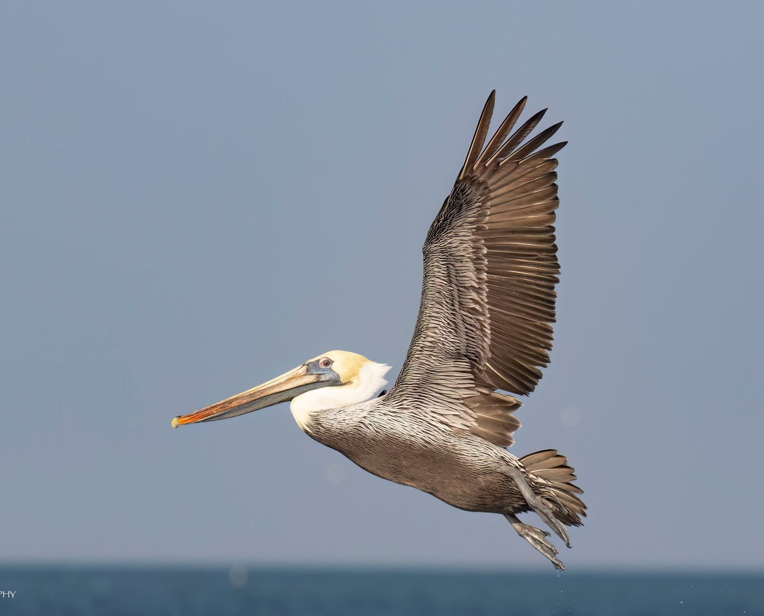 A pelican is flying over the ocean with its wings spread.
