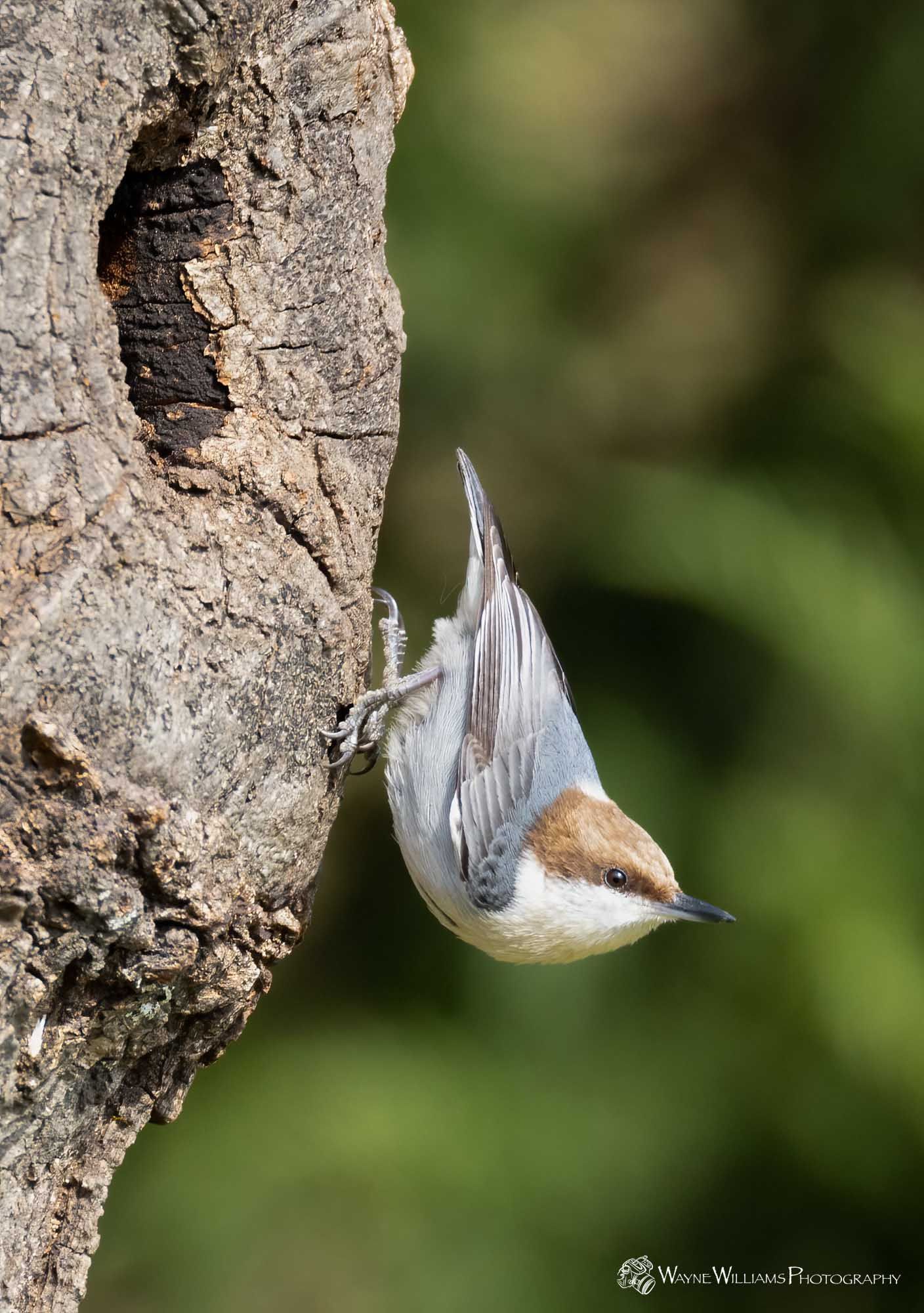 A small bird is perched on the side of a tree trunk.