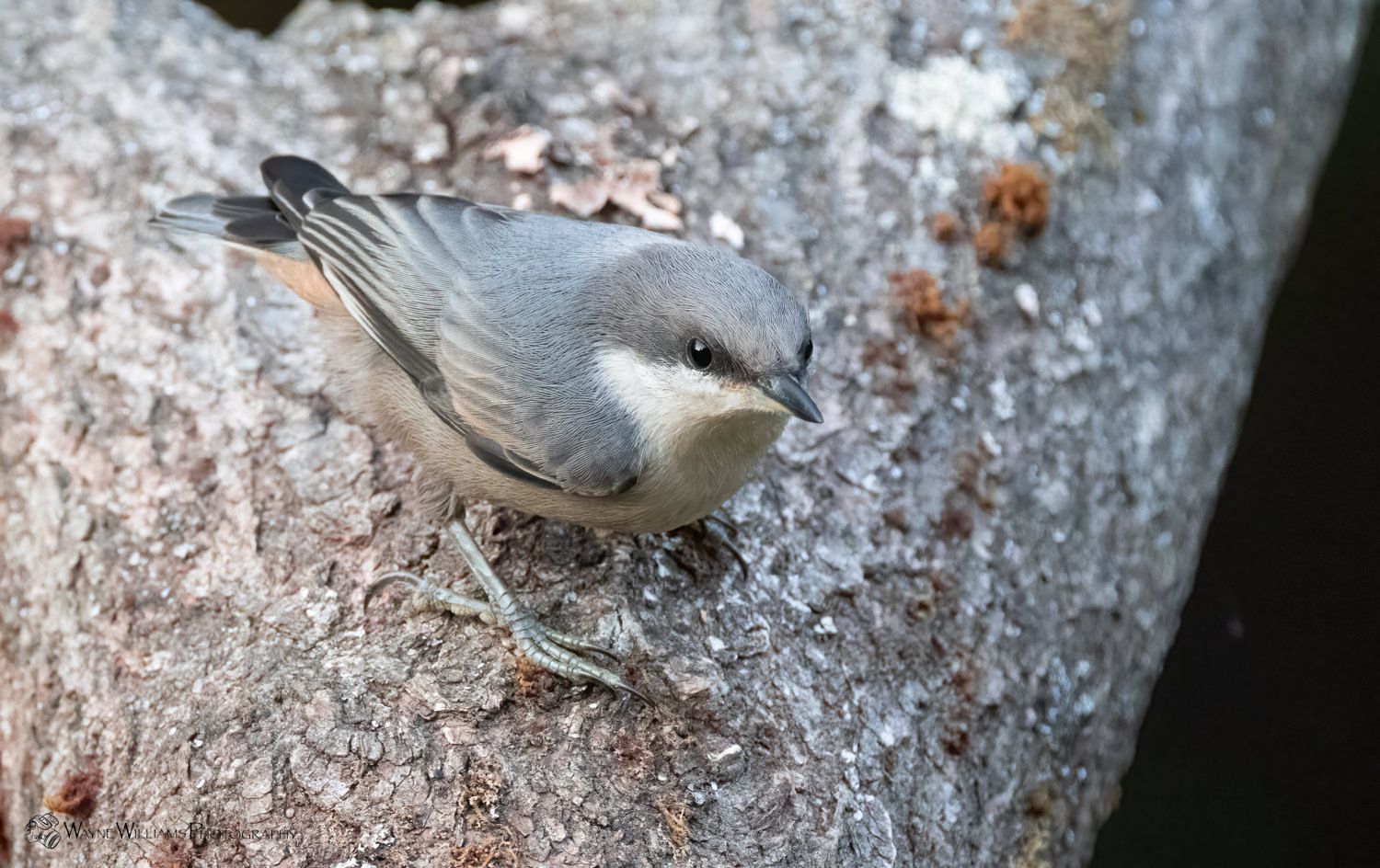 A small bird is perched on a tree branch.