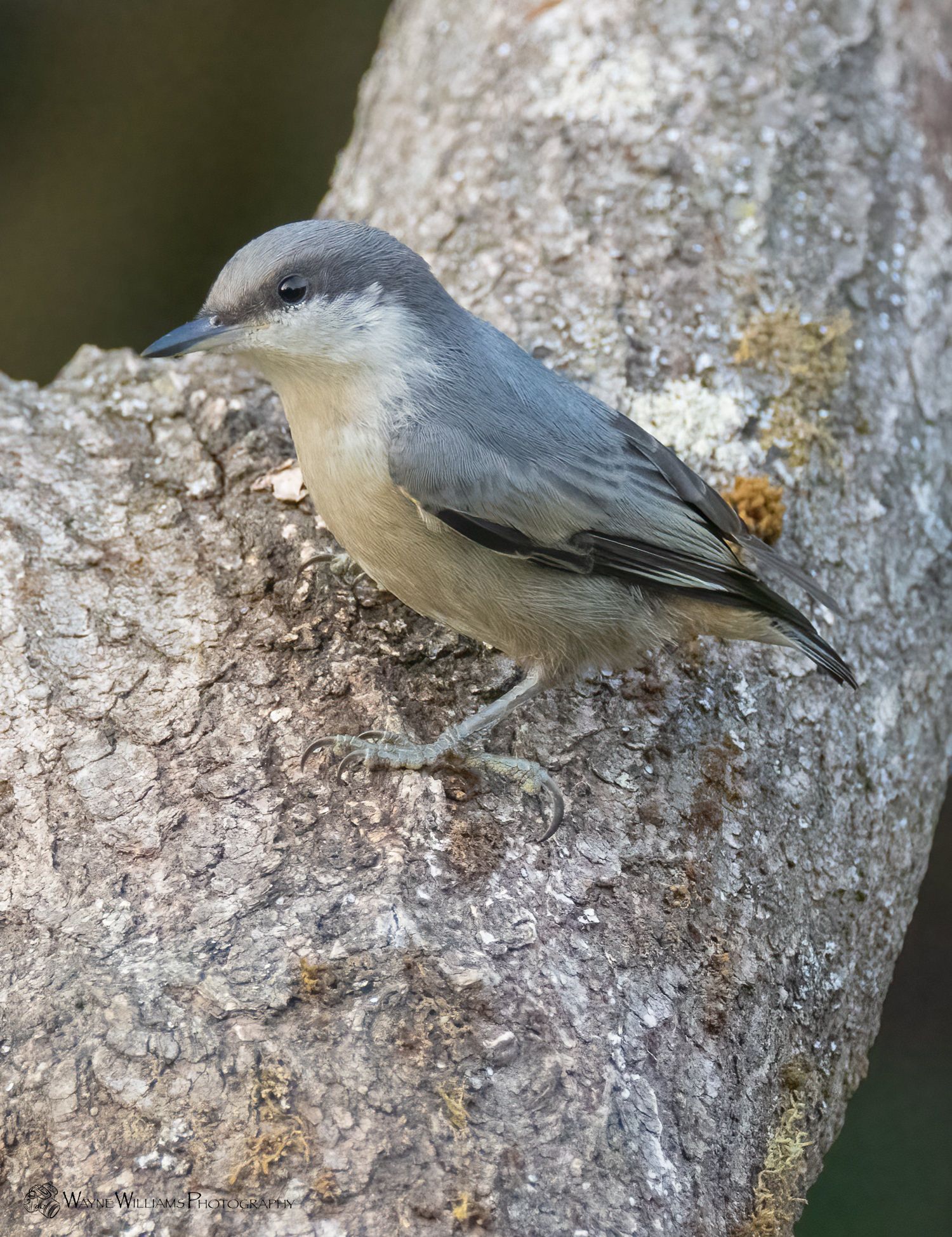 A small bird perched on a tree branch.
