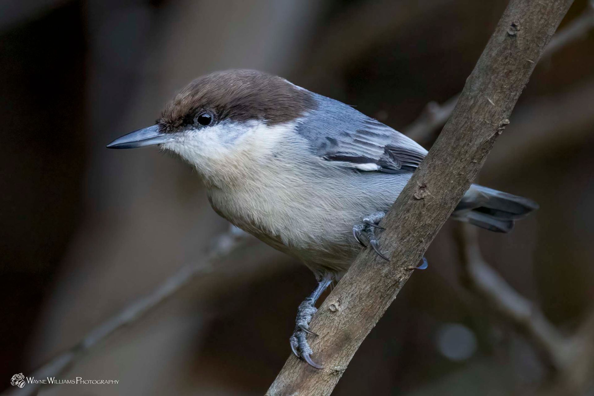 A small bird perched on a tree branch.