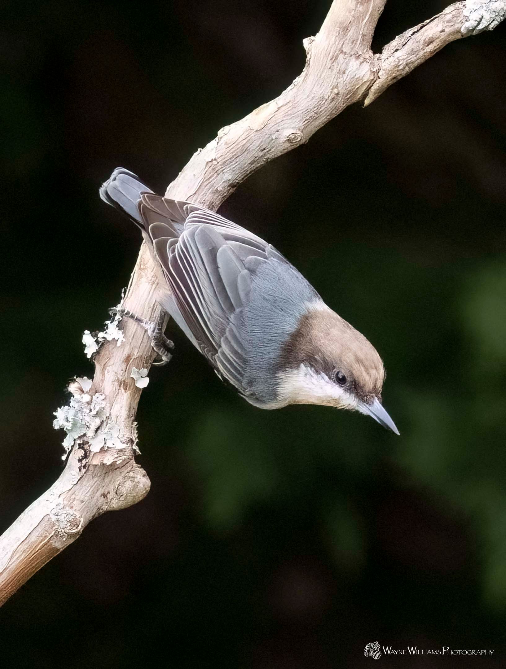 A small bird perched on a branch with moss on it