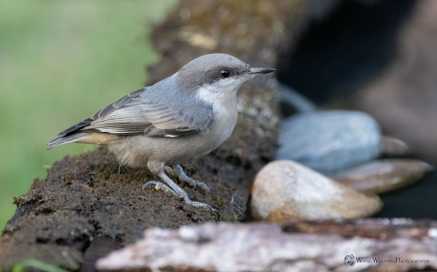 A small bird perched on top of a rock.