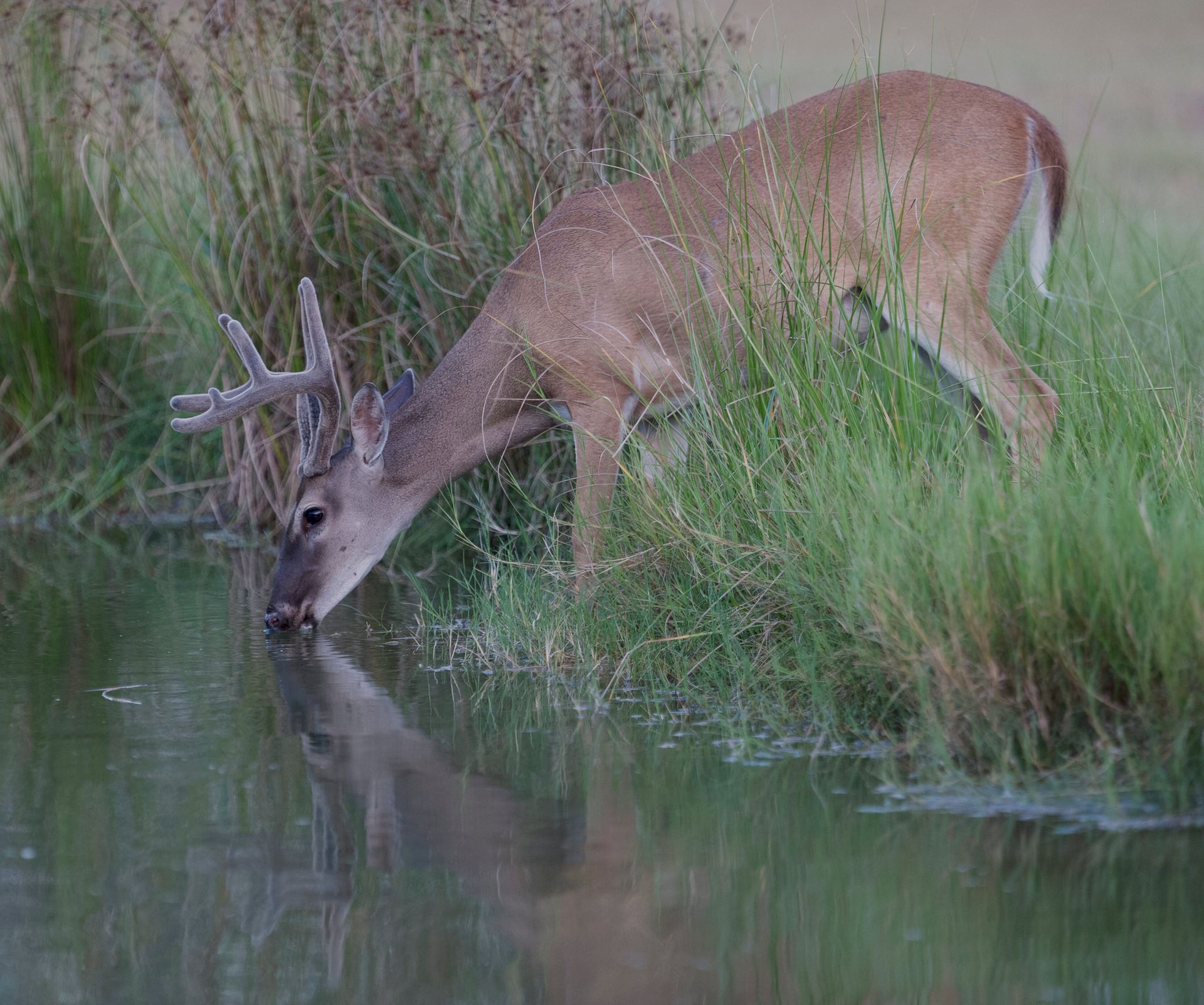 A deer is drinking water from a pond.