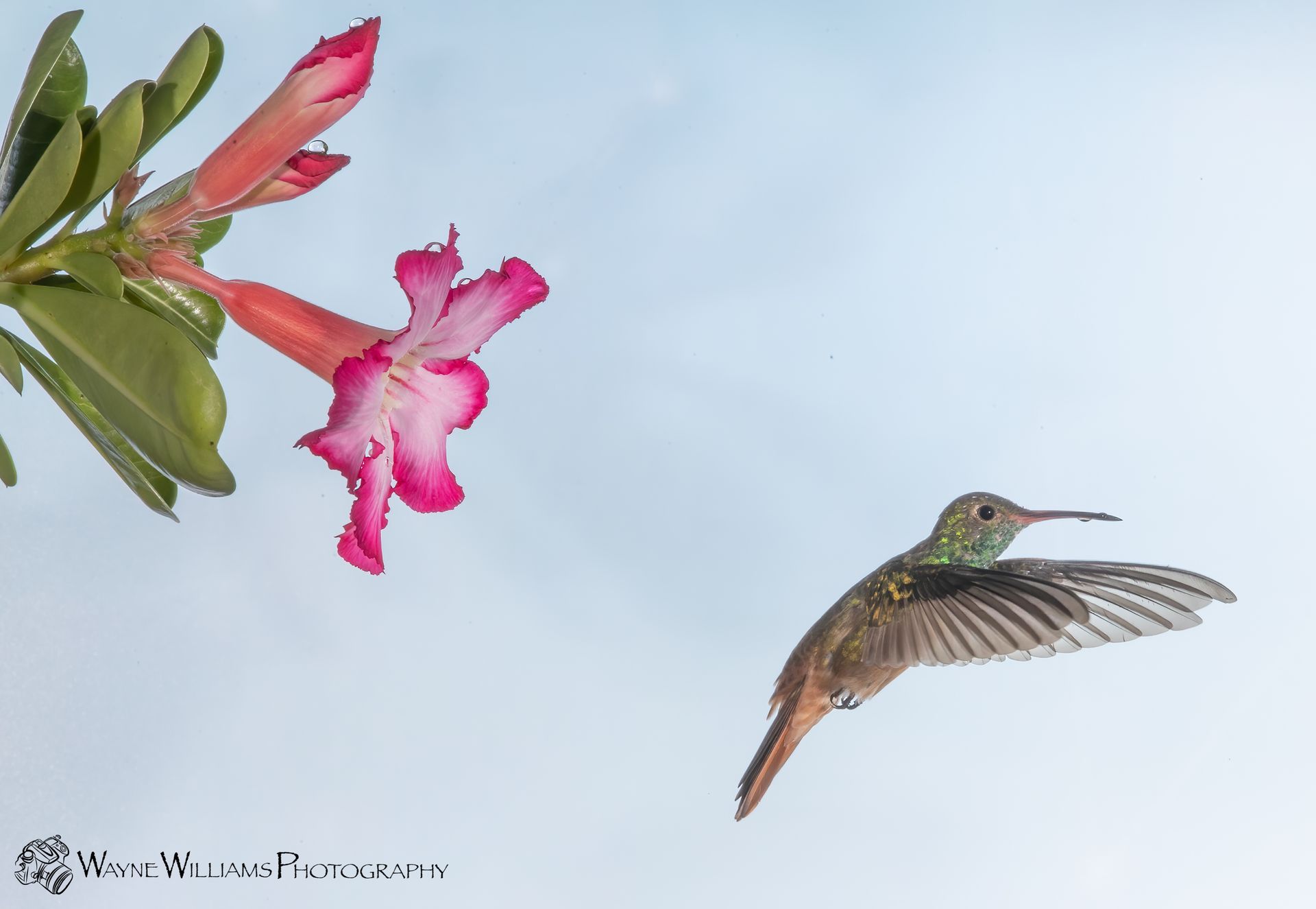 A hummingbird is flying near a pink flower