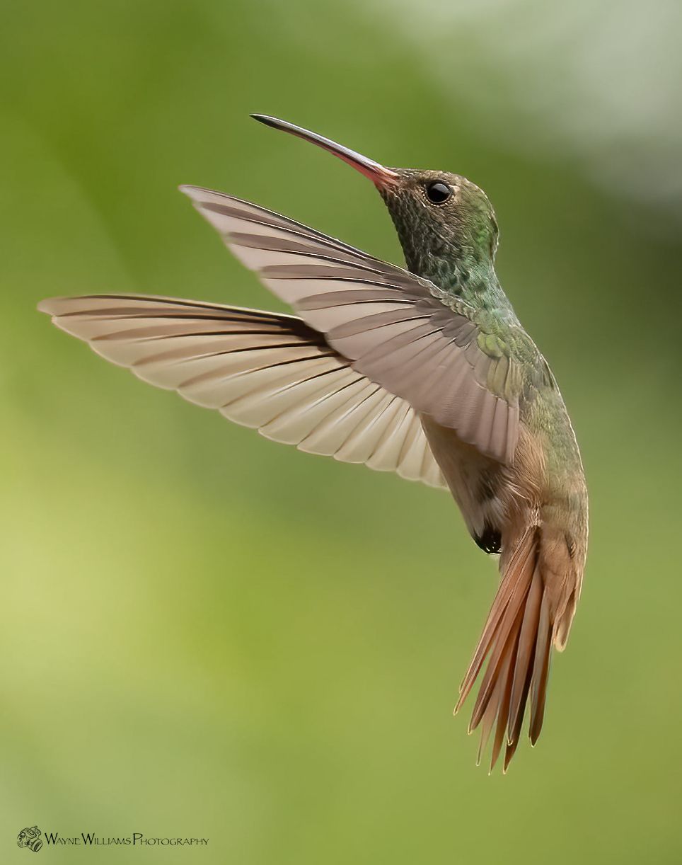 A hummingbird is flying in the air with its wings spread