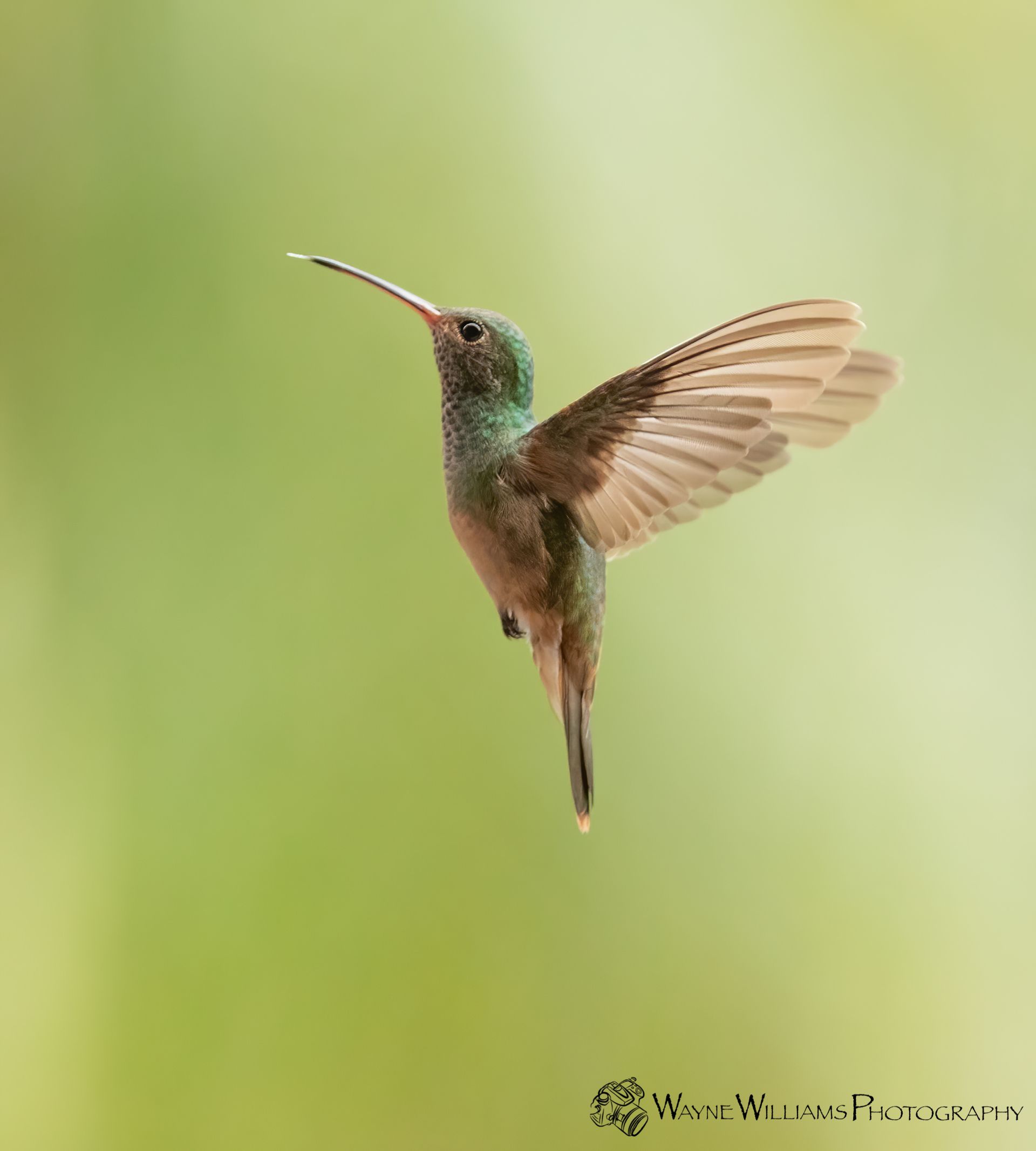 A hummingbird is flying in the air with its wings spread.