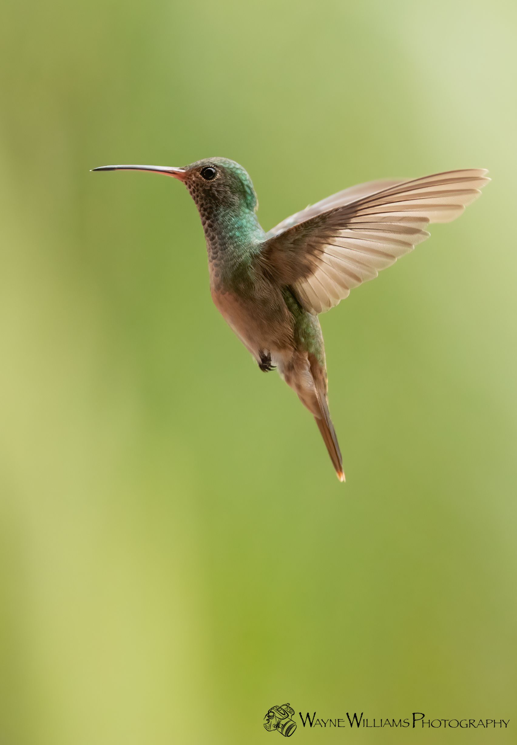 A hummingbird is flying in the air with its wings spread.
