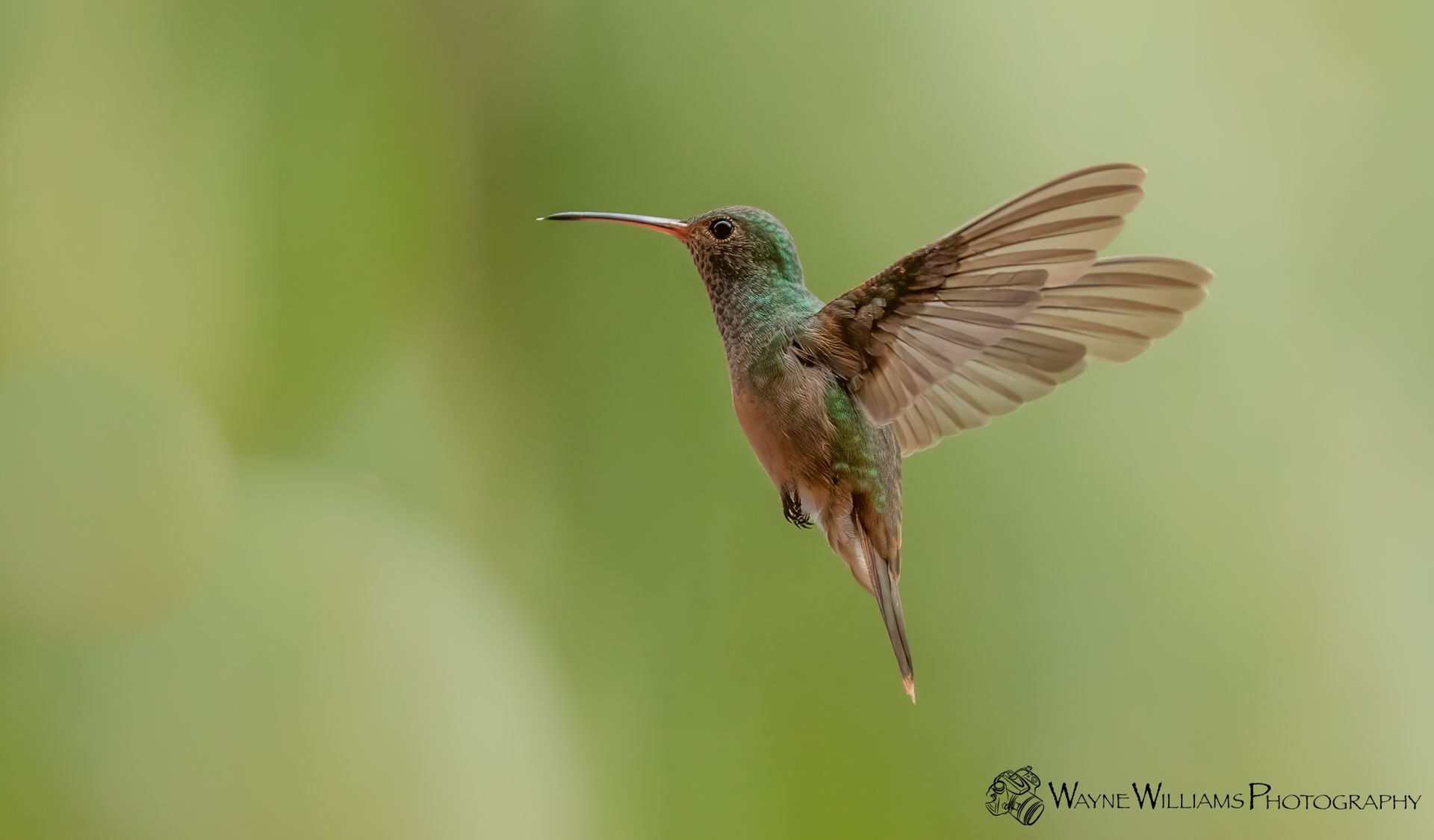 A hummingbird is flying in the air with a green background.