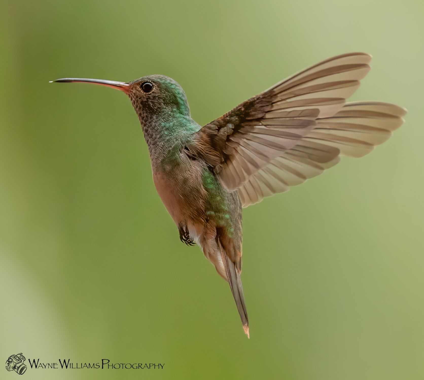 A hummingbird is flying in the air with its wings spread