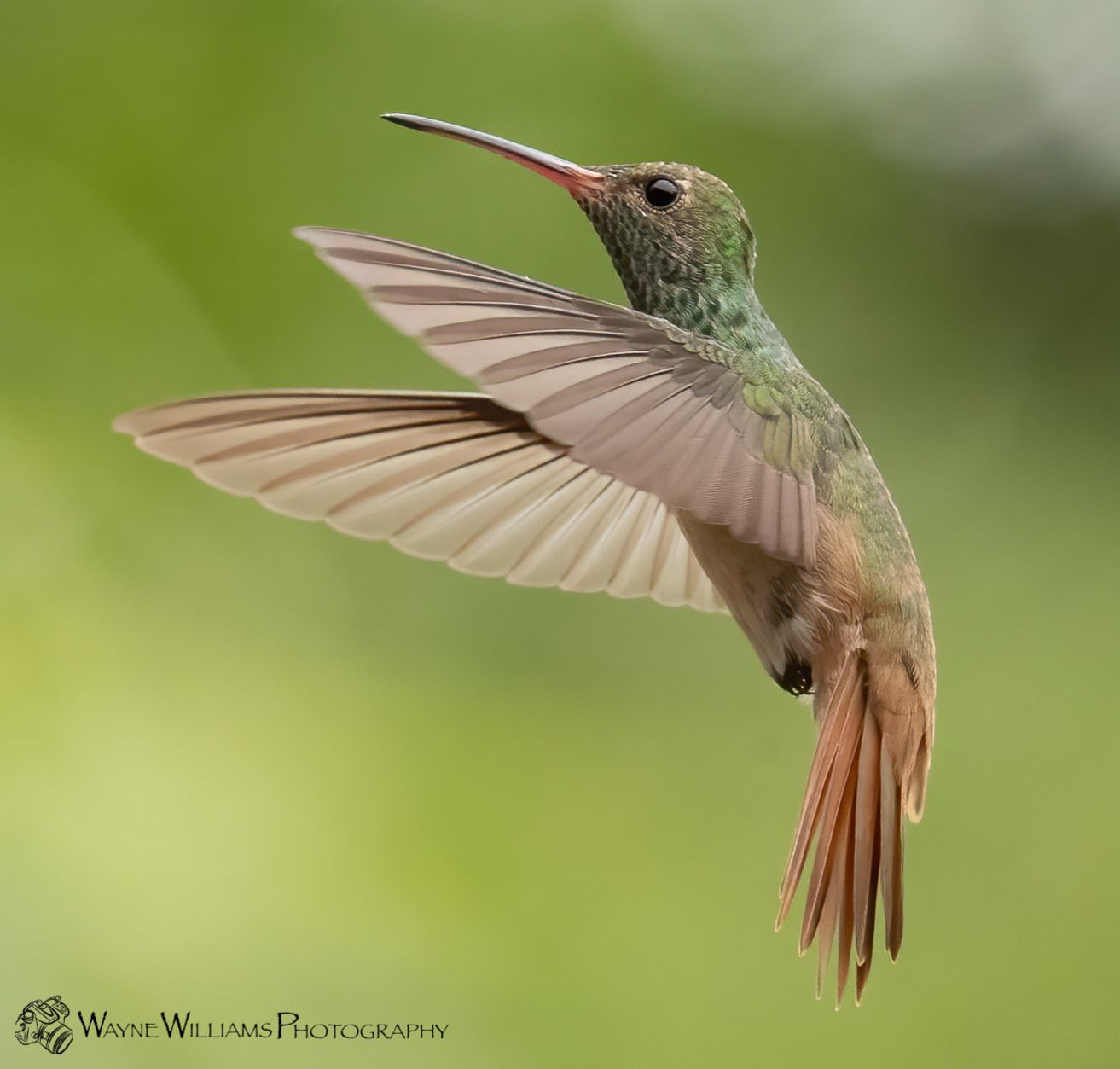 A hummingbird is flying in the air with its wings spread