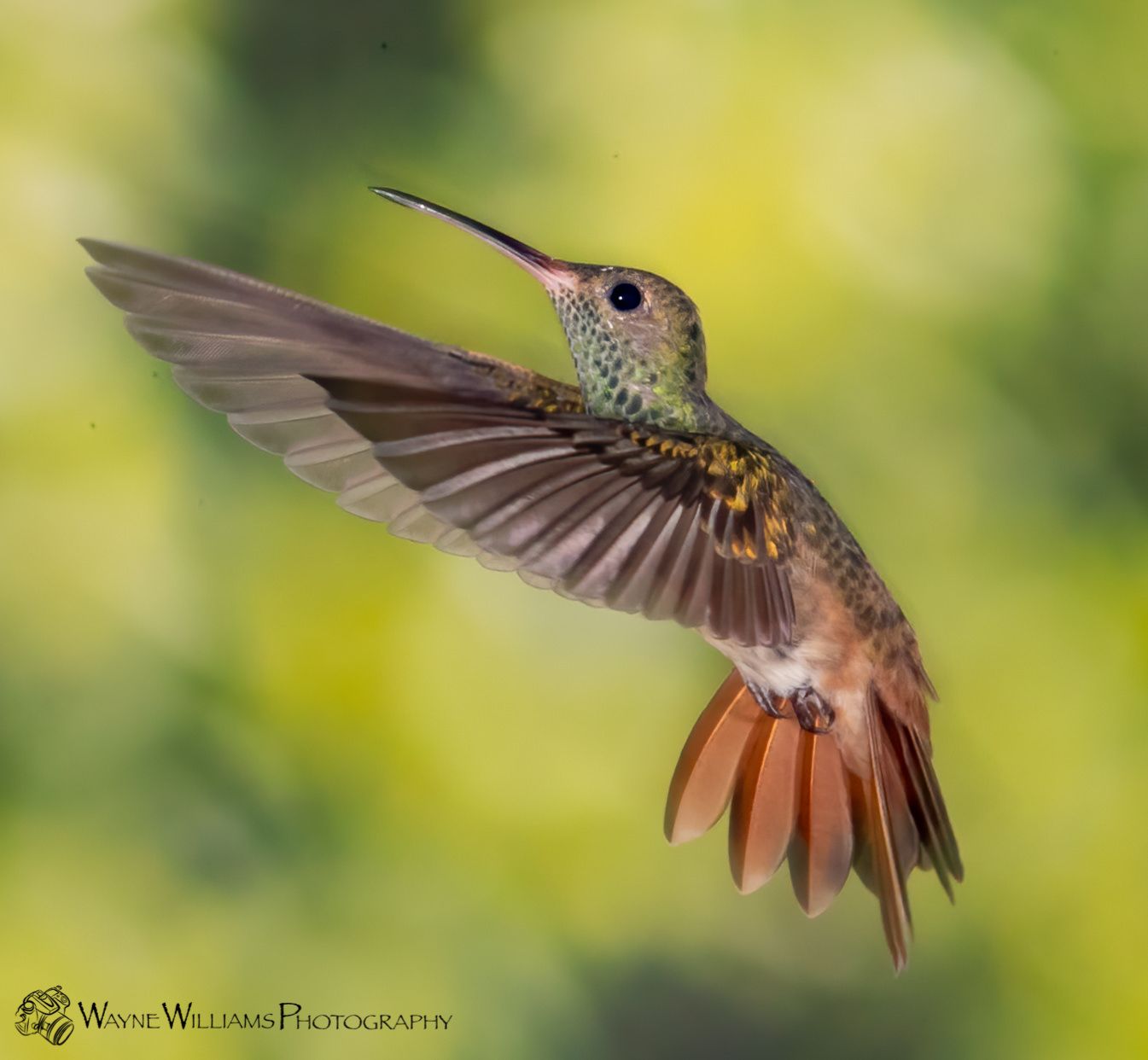 A hummingbird is flying in the air with its wings spread