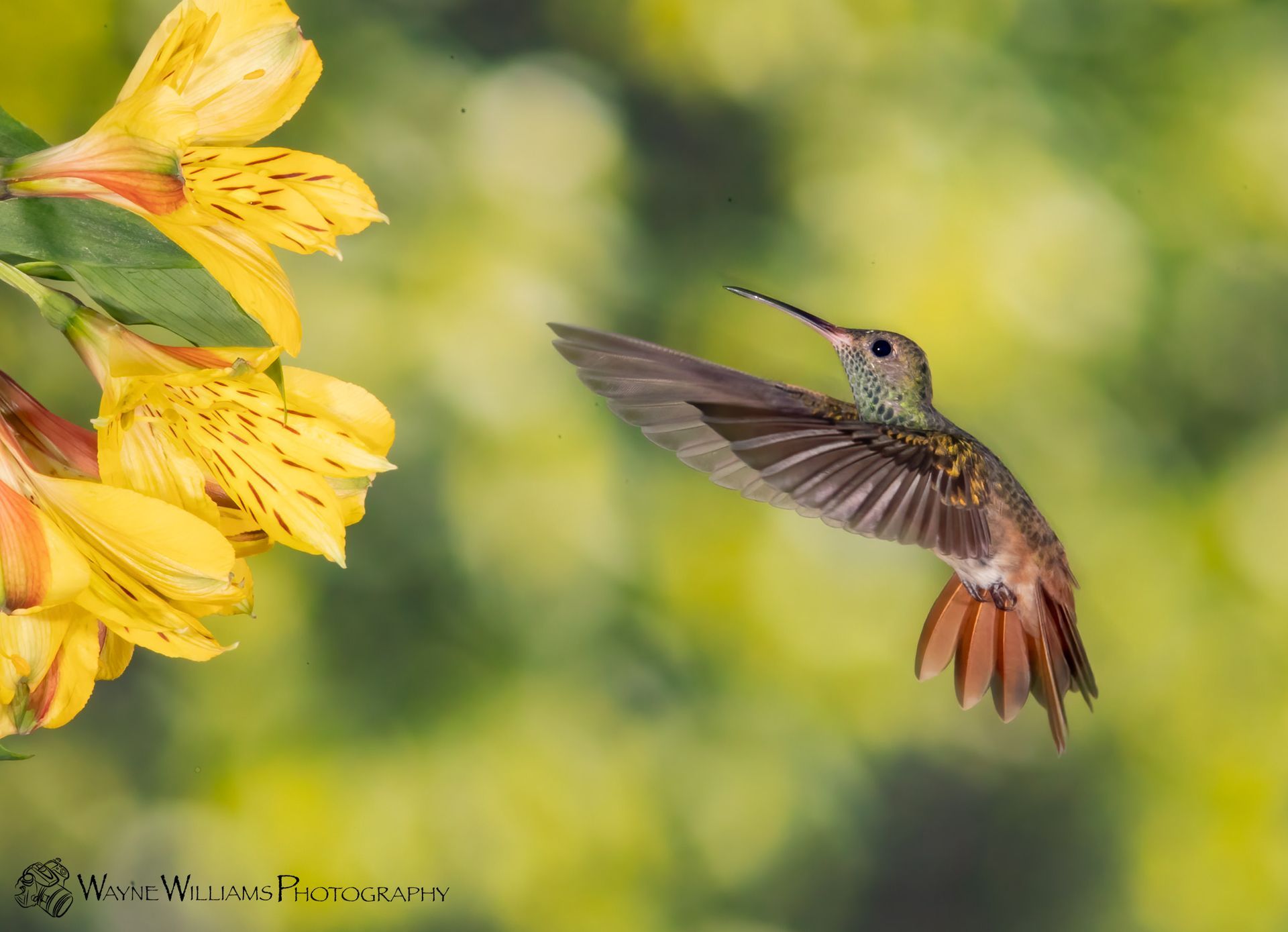A hummingbird is flying near a yellow flower.